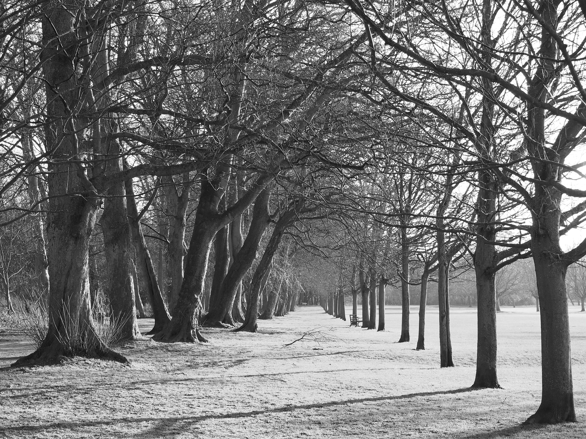 Olympus PEN E-PL5 sample photo. Dorridge park photography