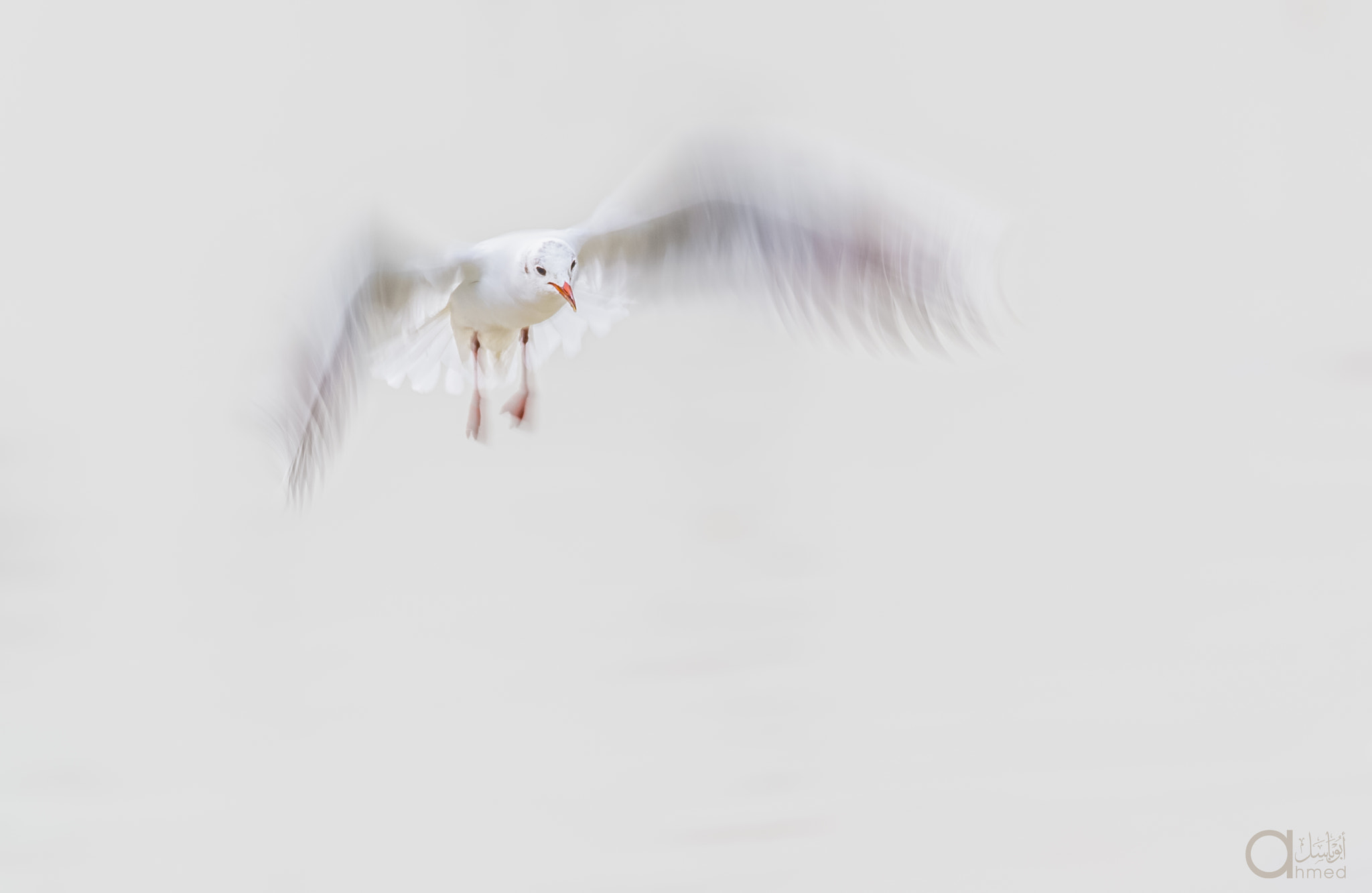 Sigma 150-600mm F5-6.3 DG OS HSM | S sample photo