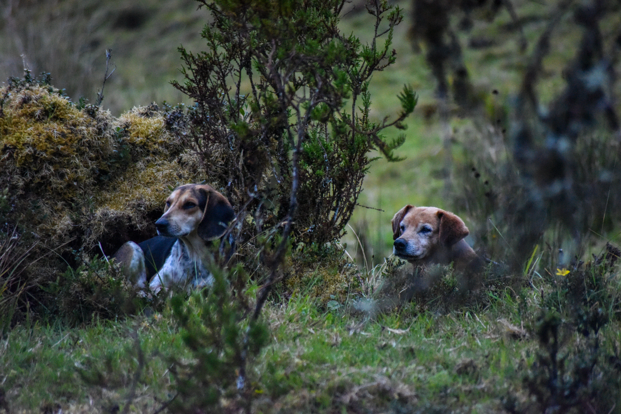 Nikon D810 + Tamron SP 70-300mm F4-5.6 Di VC USD sample photo. Domestic dogs in the colombian paramos photography