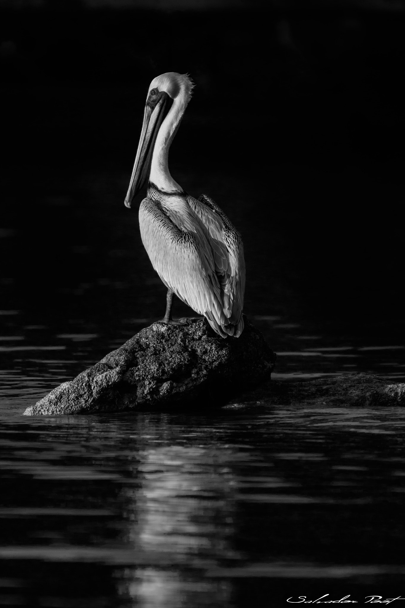 Canon EOS-1D X Mark II sample photo. Pelicano photography