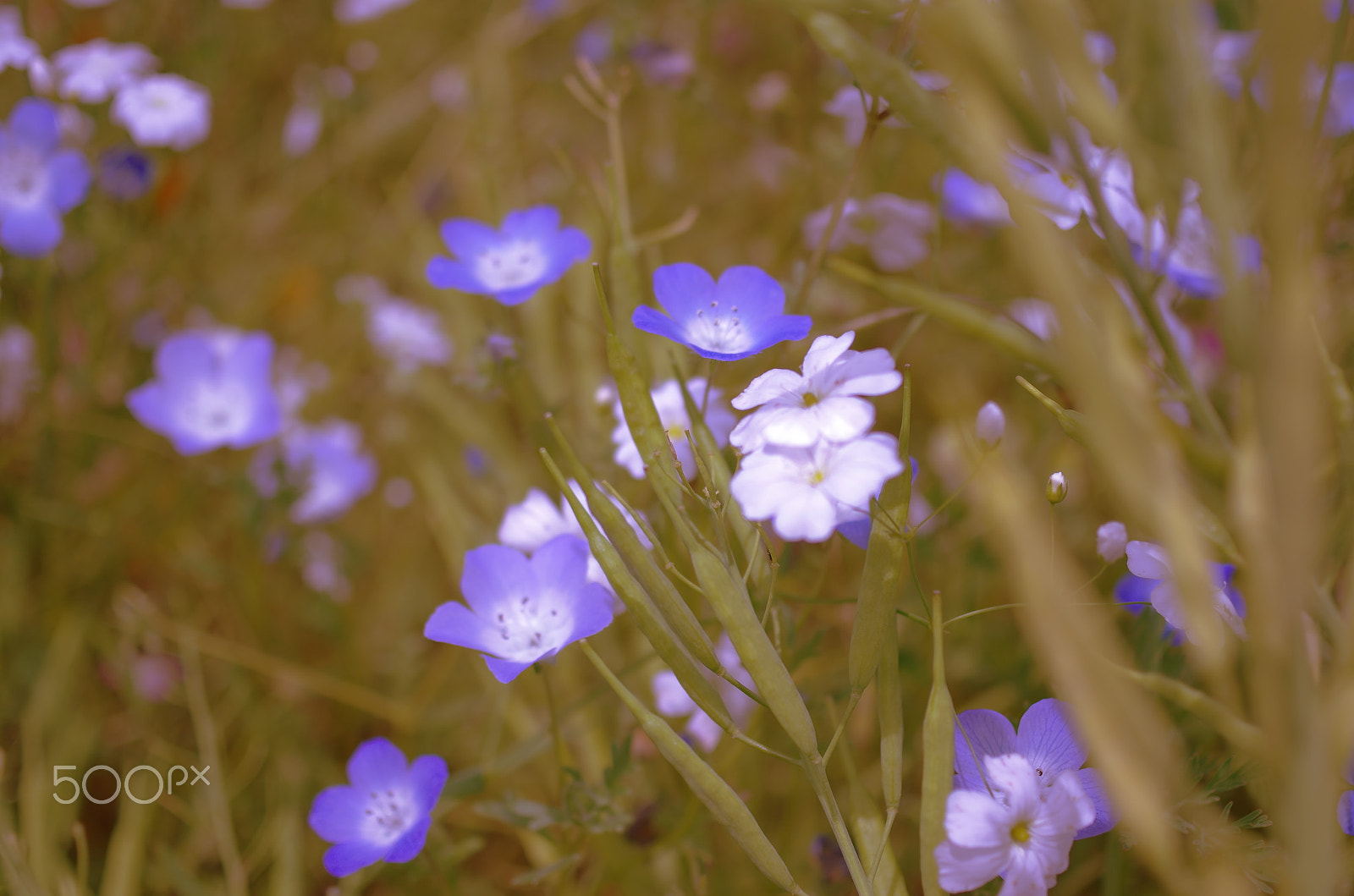 Pentax K-50 + HD Pentax DA 35mm F2.8 Macro Limited sample photo. Blue whisper photography