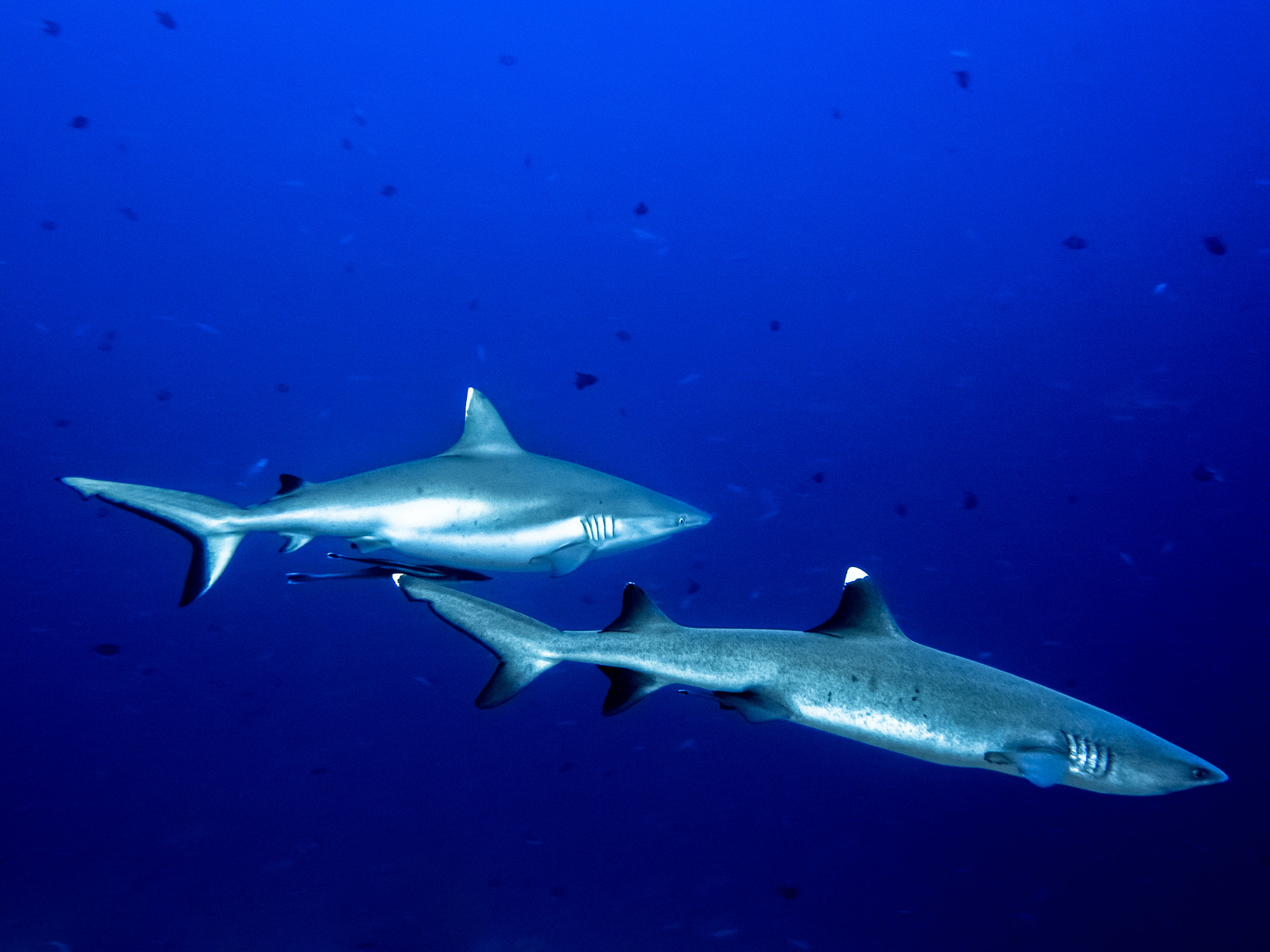 Olympus PEN E-PL5 + OLYMPUS M.9-18mm F4.0-5.6 sample photo. Sharks in the blue photography