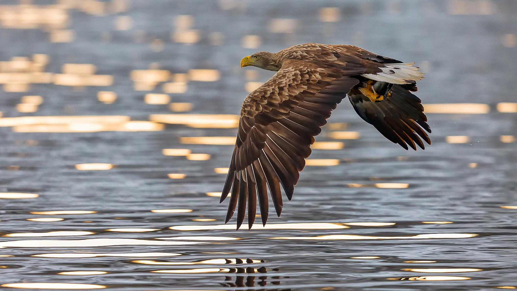 Canon EF 500mm F4L IS II USM sample photo. Sea eagle  photography