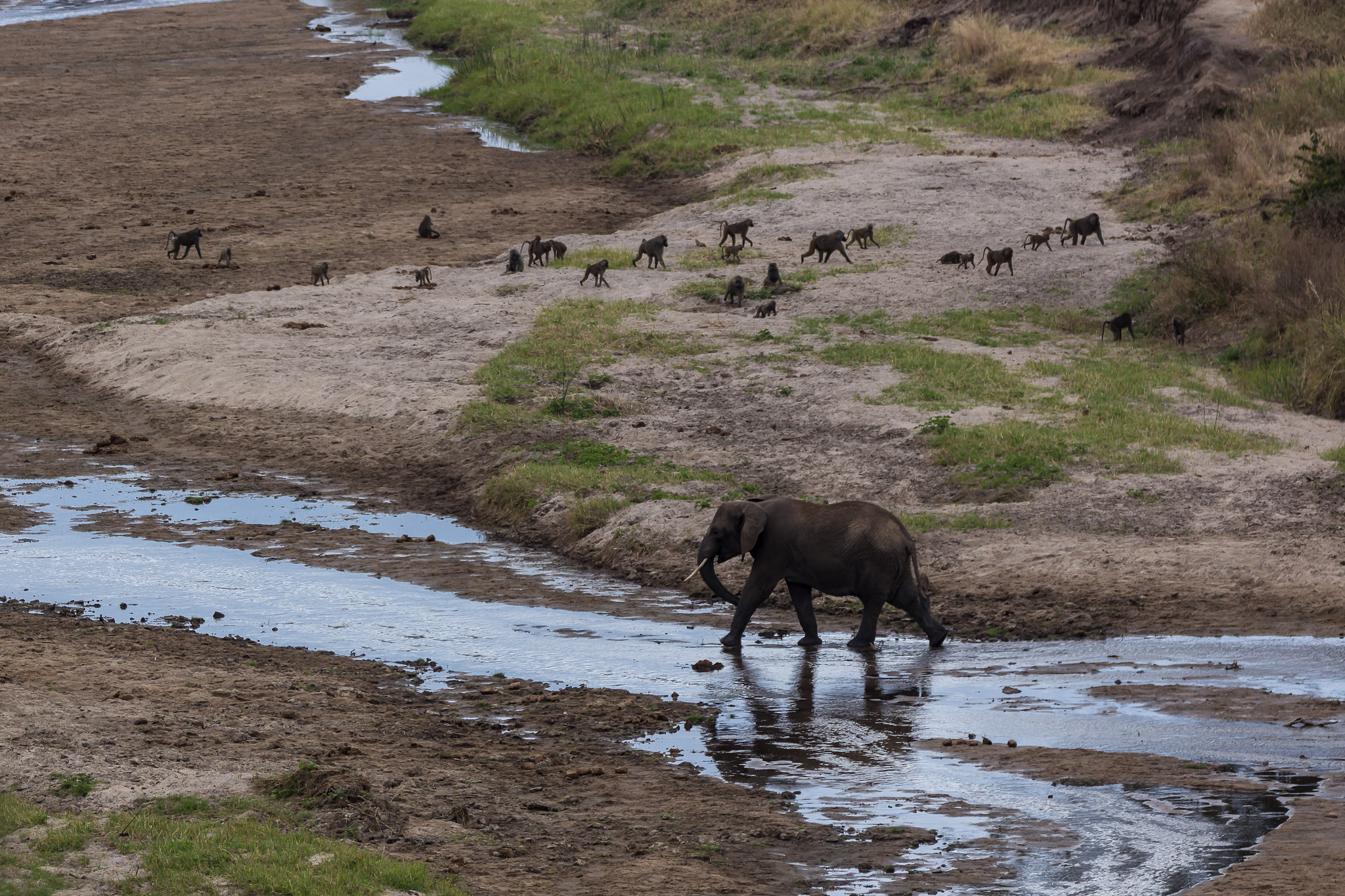 Tamron SP 150-600mm F5-6.3 Di VC USD sample photo. African mood iii - elephant and monkeys photography