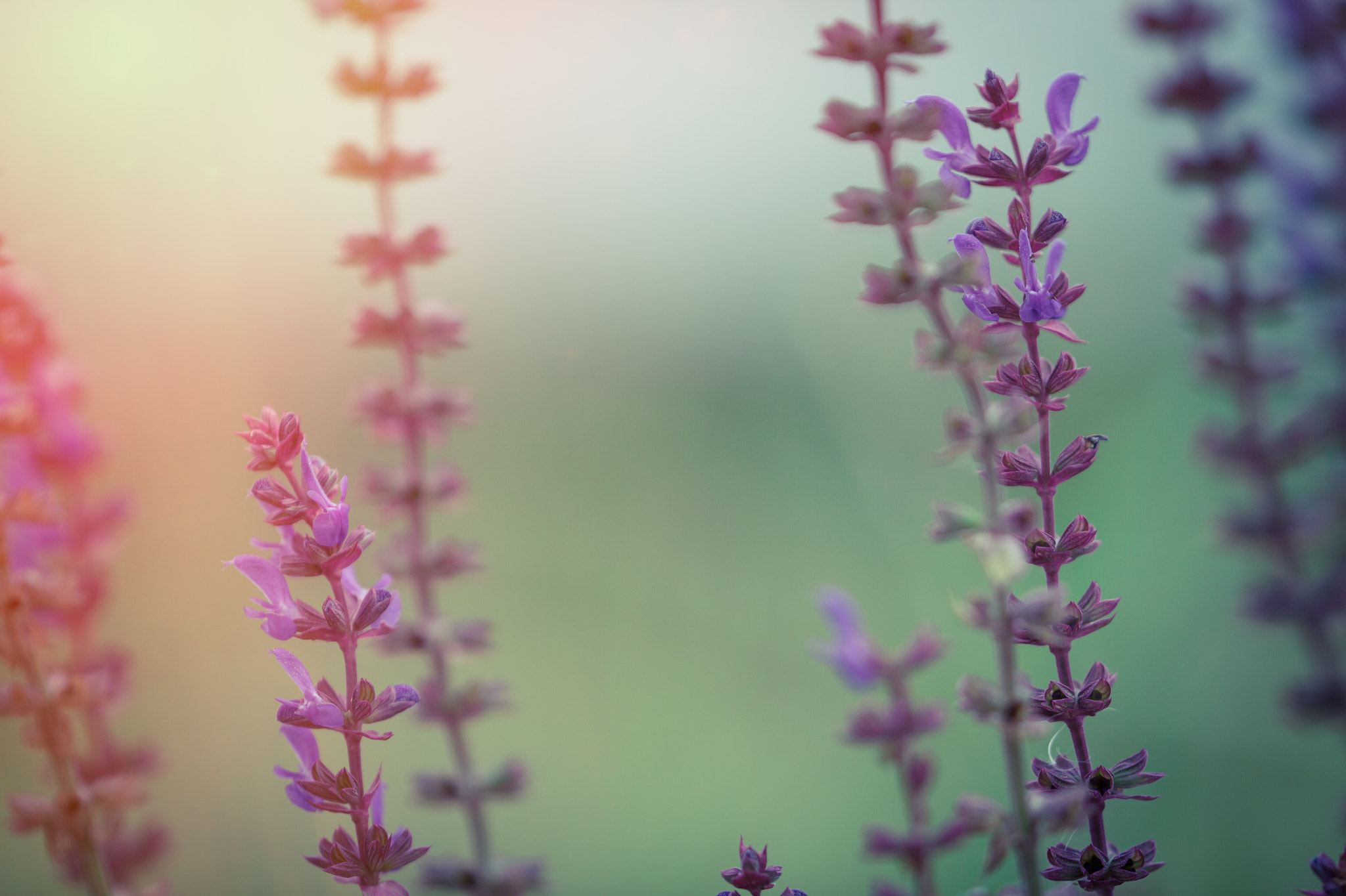Canon EF 180mm F3.5L Macro USM sample photo. Salvia nemorosa macro bacground. sun flare added. photography