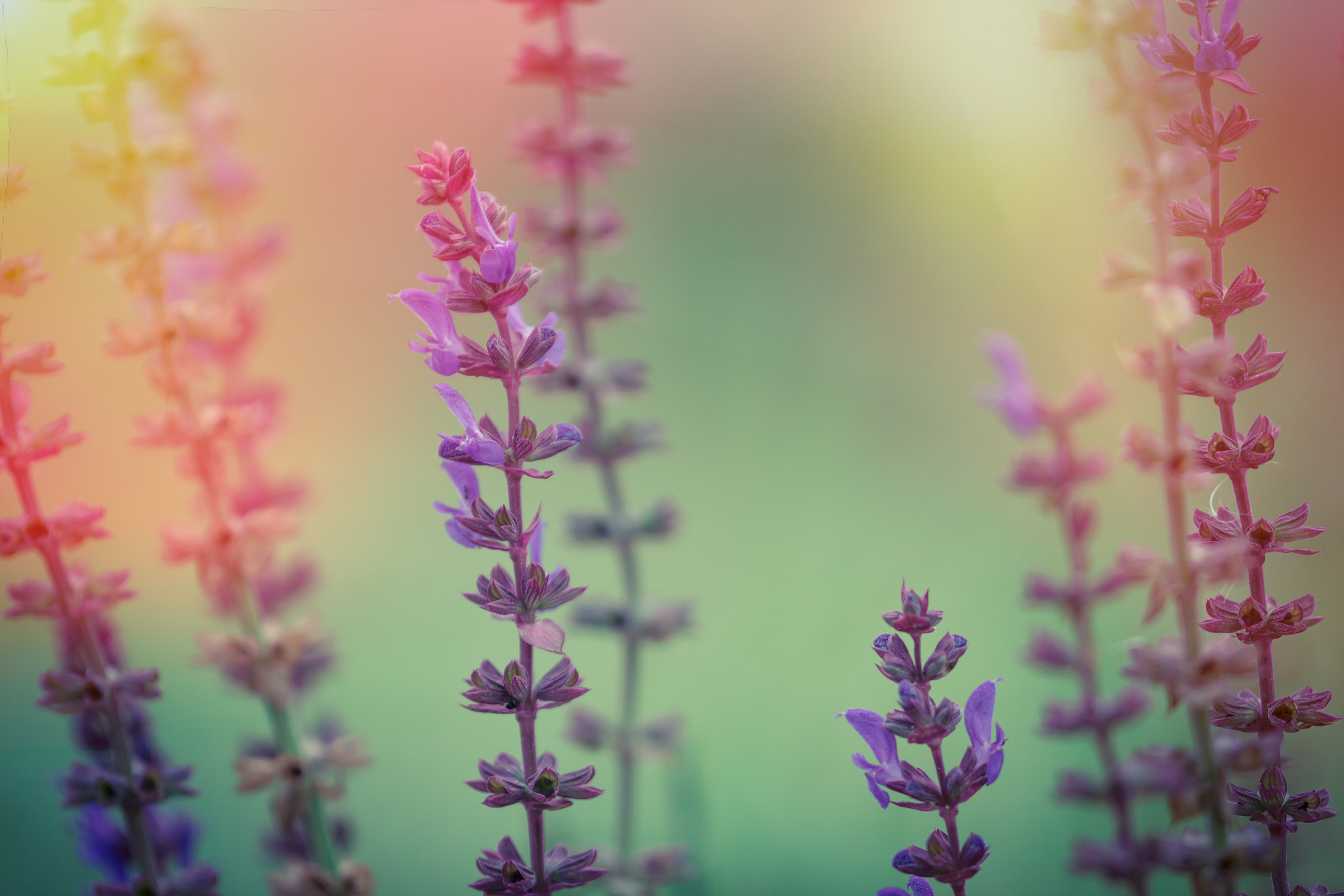 Canon EF 180mm F3.5L Macro USM sample photo. Salvia nemorosa macro bacground. sun flare added. photography