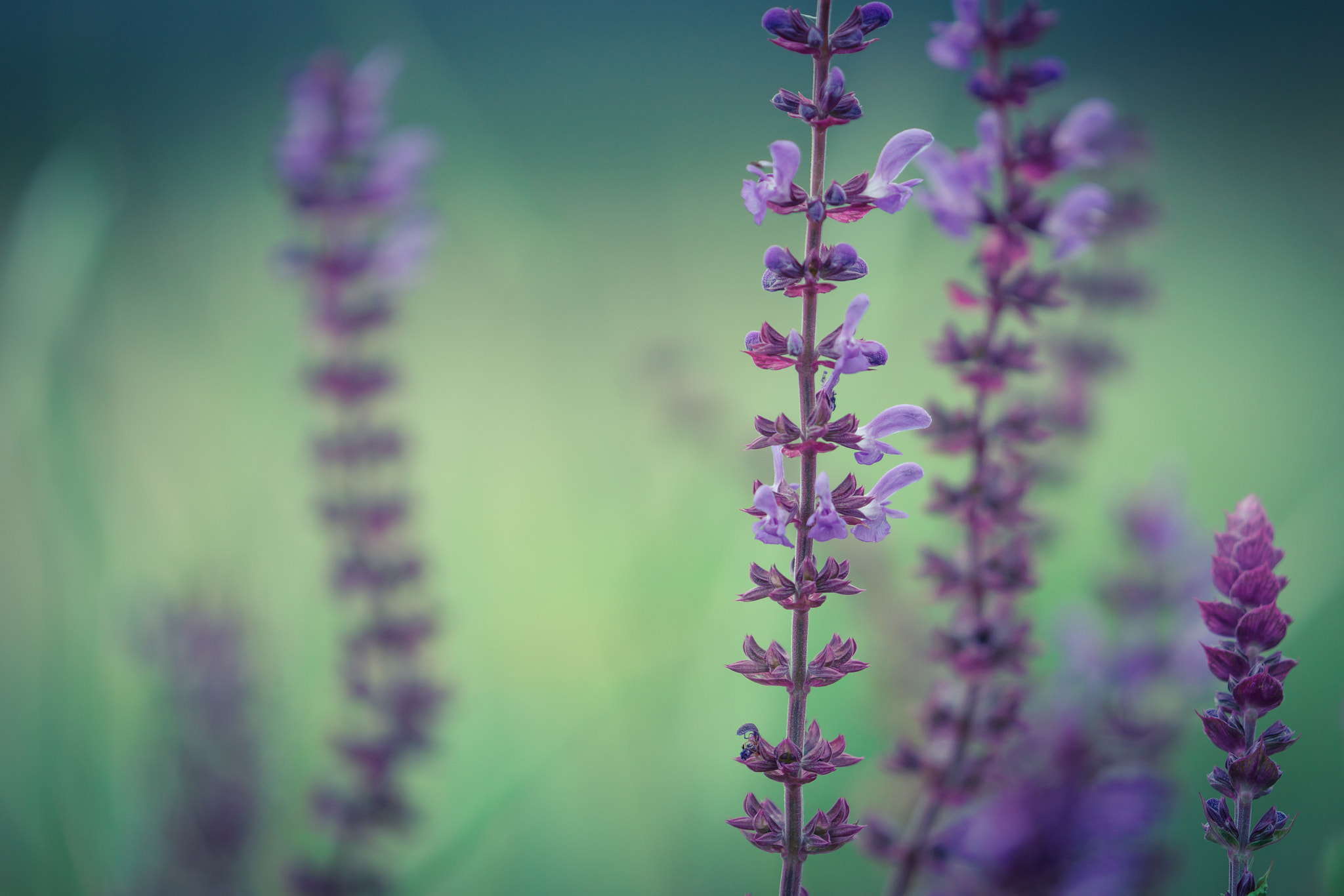 Canon EF 180mm F3.5L Macro USM sample photo. Salvia nemorosa macro bacground. sun flare added. photography