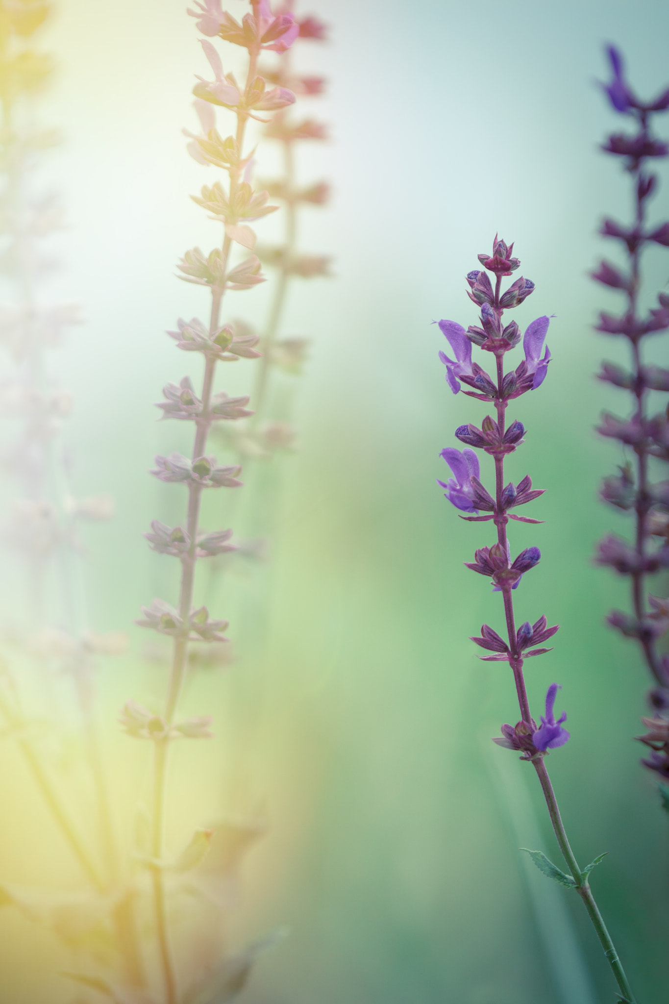 Canon EF 180mm F3.5L Macro USM sample photo. Salvia nemorosa macro bacground. sun flare added. photography