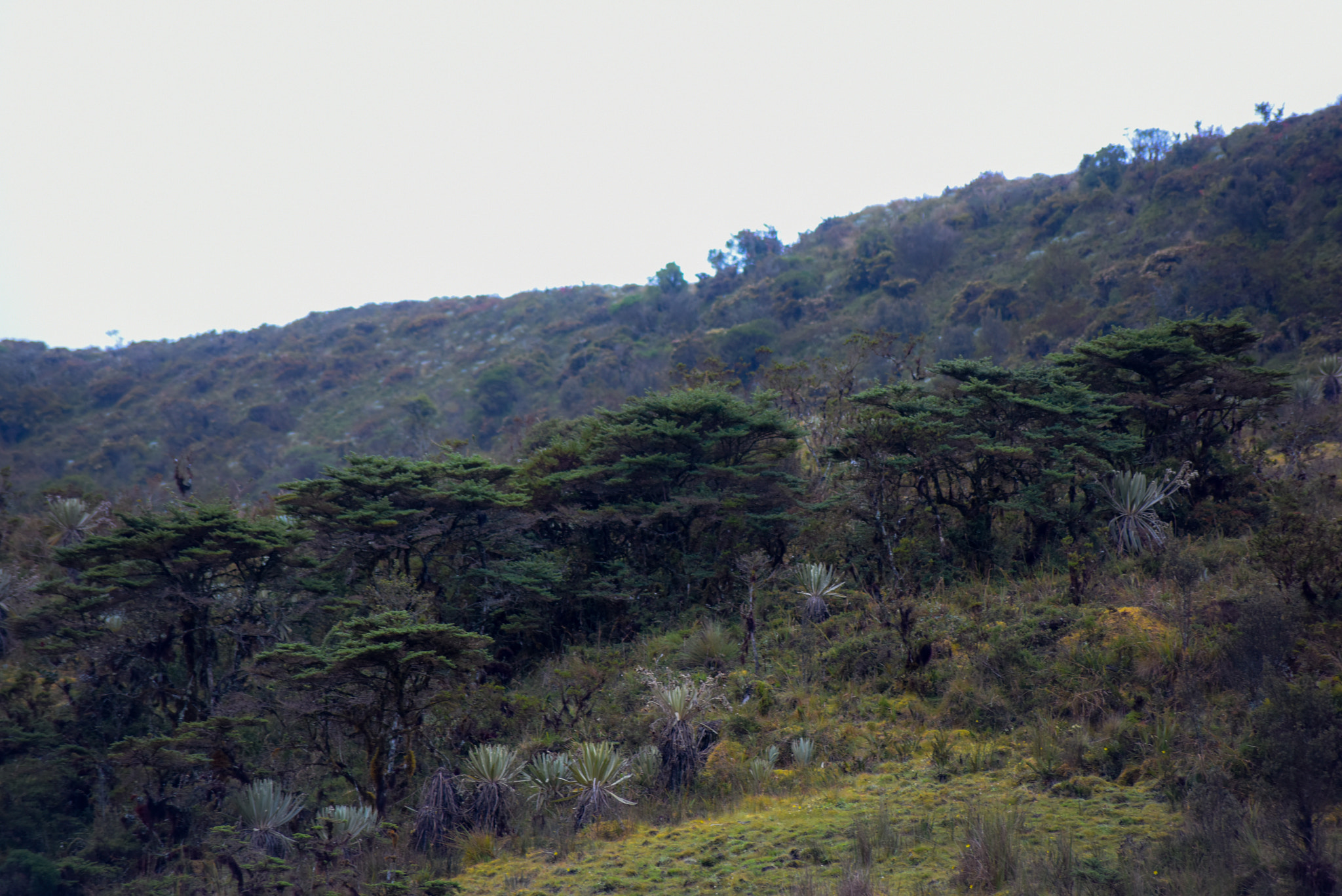 Nikon D810 + Tamron SP 70-300mm F4-5.6 Di VC USD sample photo. Trees colombian paramos photography