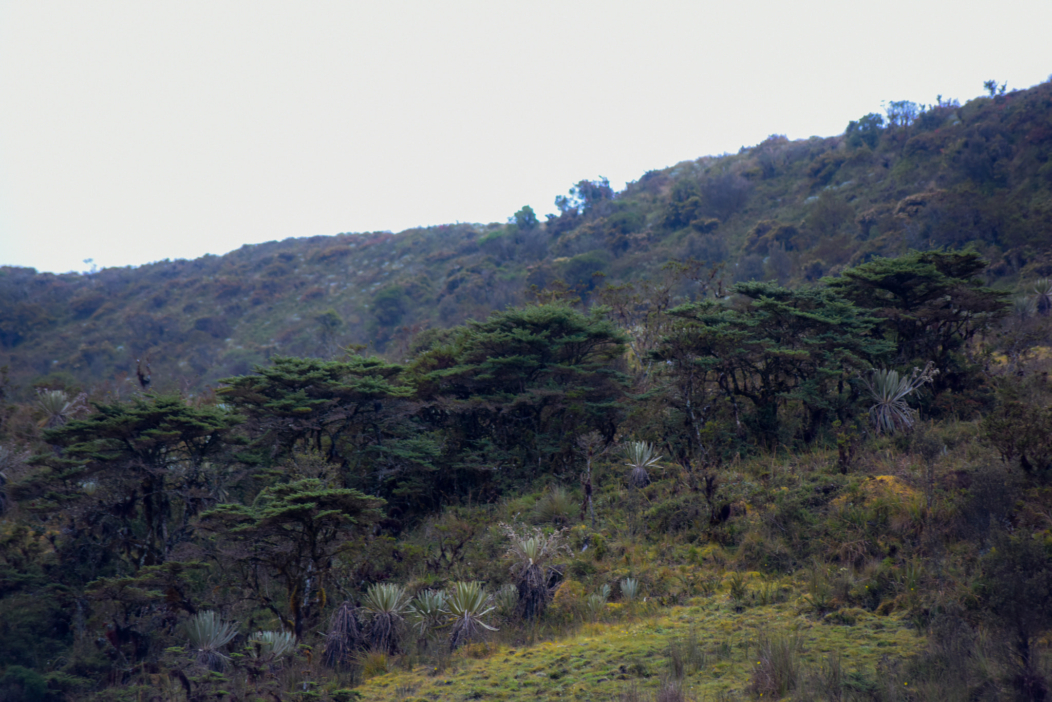 Nikon D810 sample photo. Trees colombian paramos photography