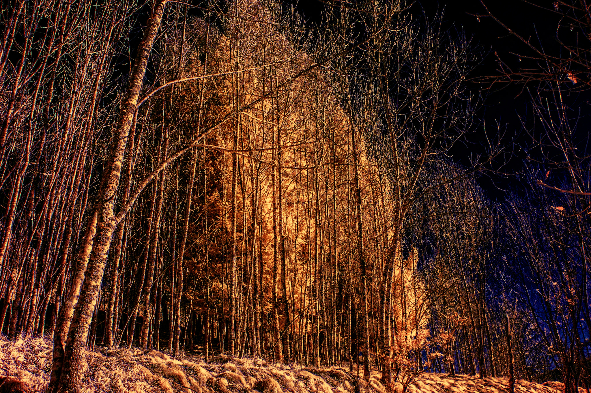 Nikon D50 sample photo. Copia photography