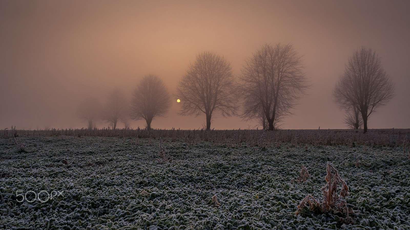 Canon EOS 40D sample photo. Foggy morning photography