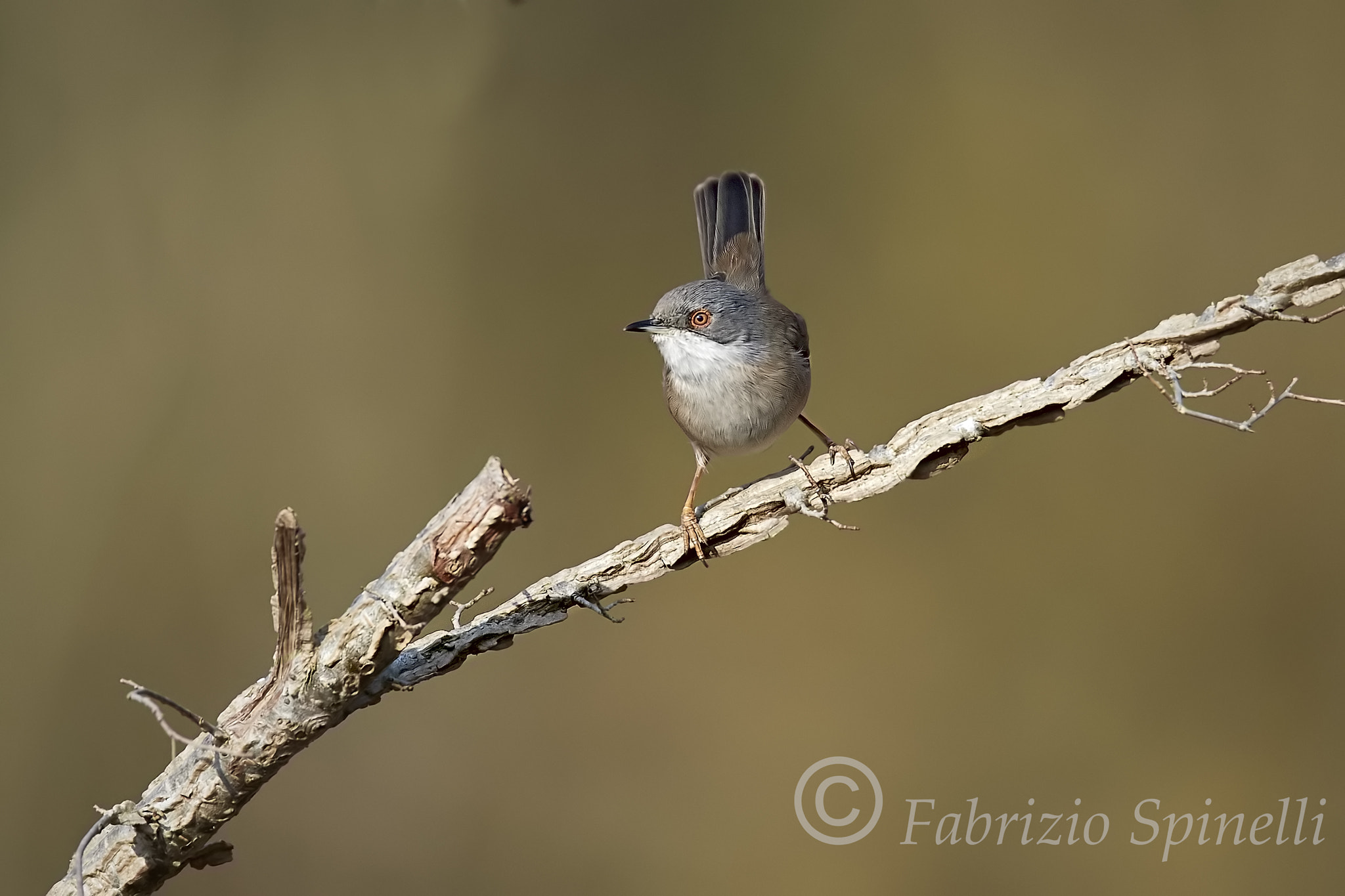 150-600mm F5-6.3 DG OS HSM | Sports 014 sample photo. Occhiocotto photography