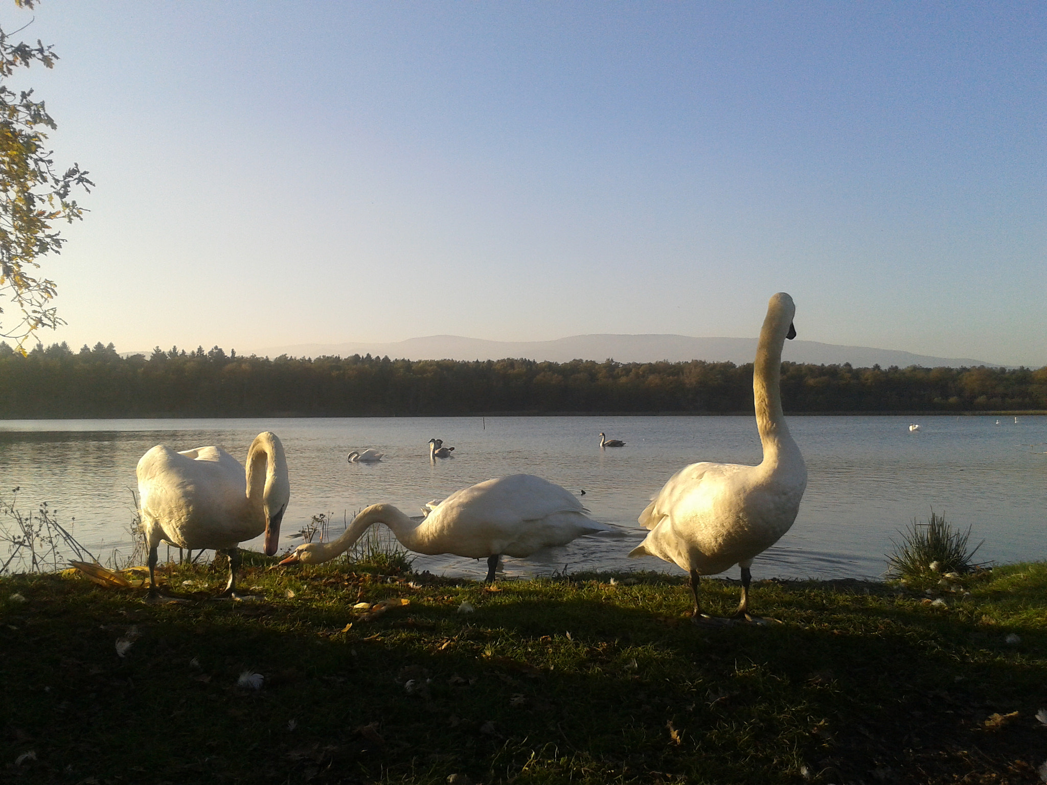Samsung Galaxy Ace sample photo. Three swans photography