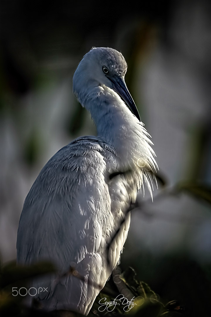 150-600mm F5-6.3 DG OS HSM | Contemporary 015 sample photo. Sitting pretty photography