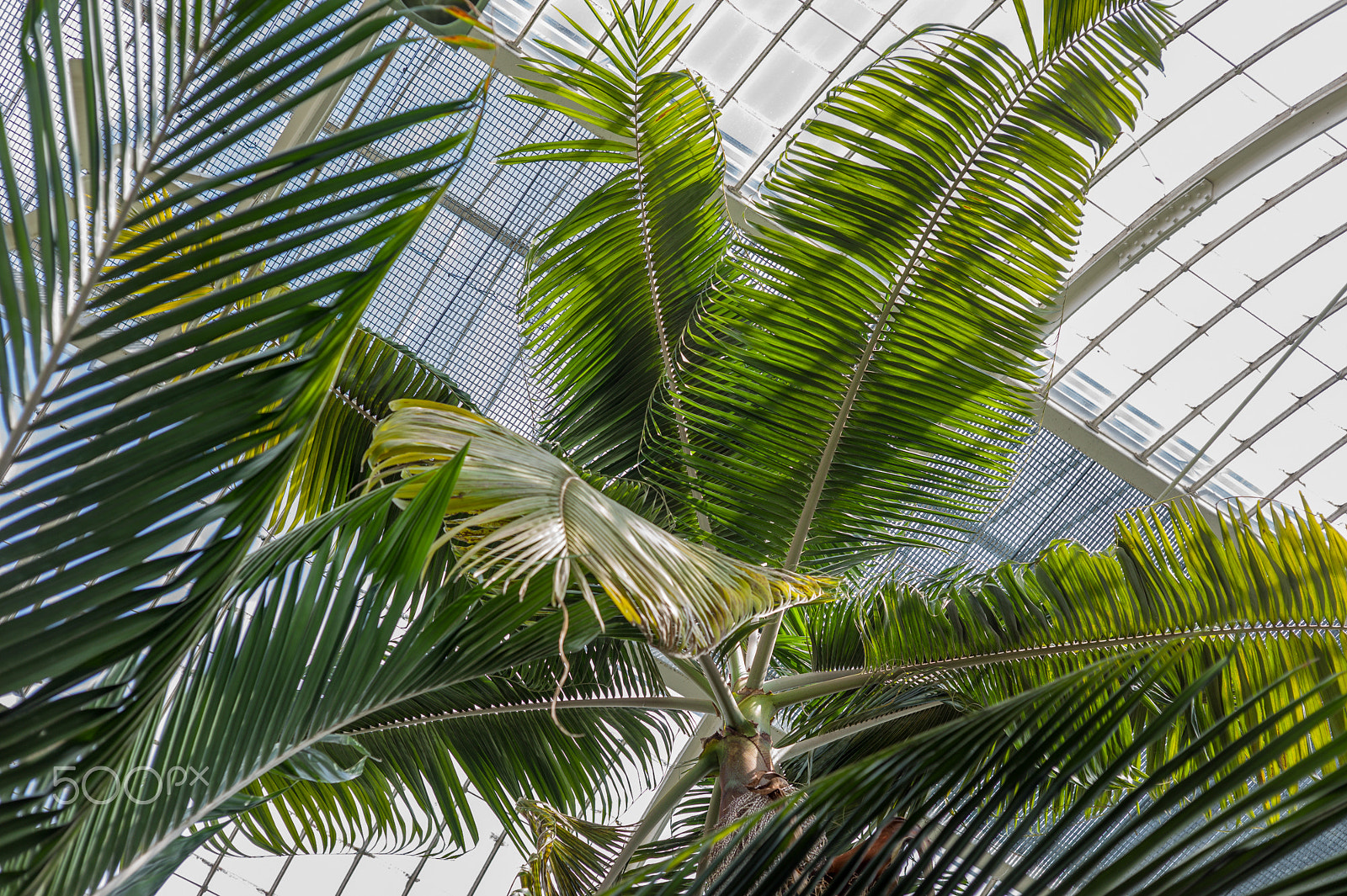 Leica M9 + Summicron-M 50mm f/2 (IV, V) sample photo. From gothenburgs botanical garden photography