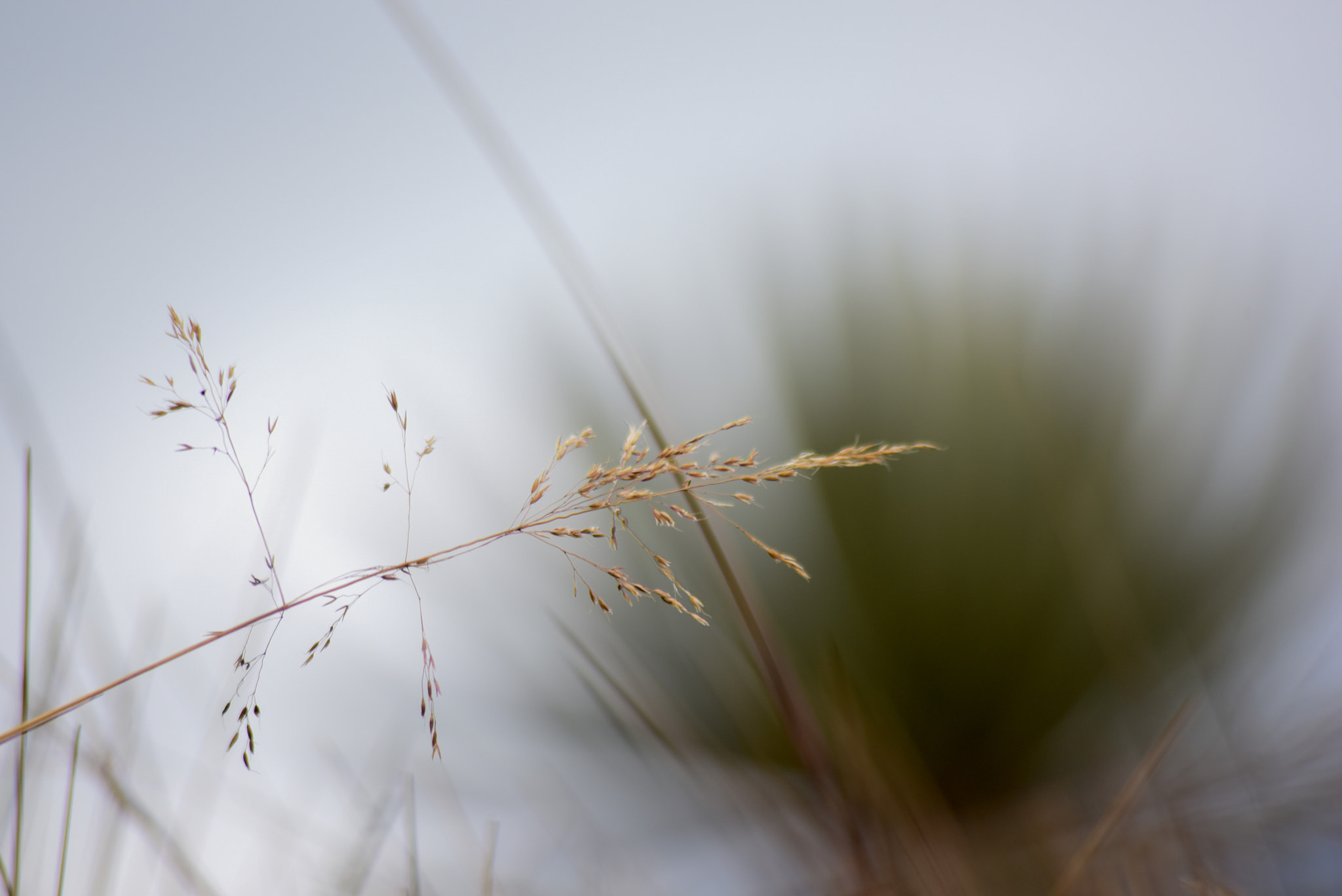 Nikon D810 sample photo. Colombian paramos photography