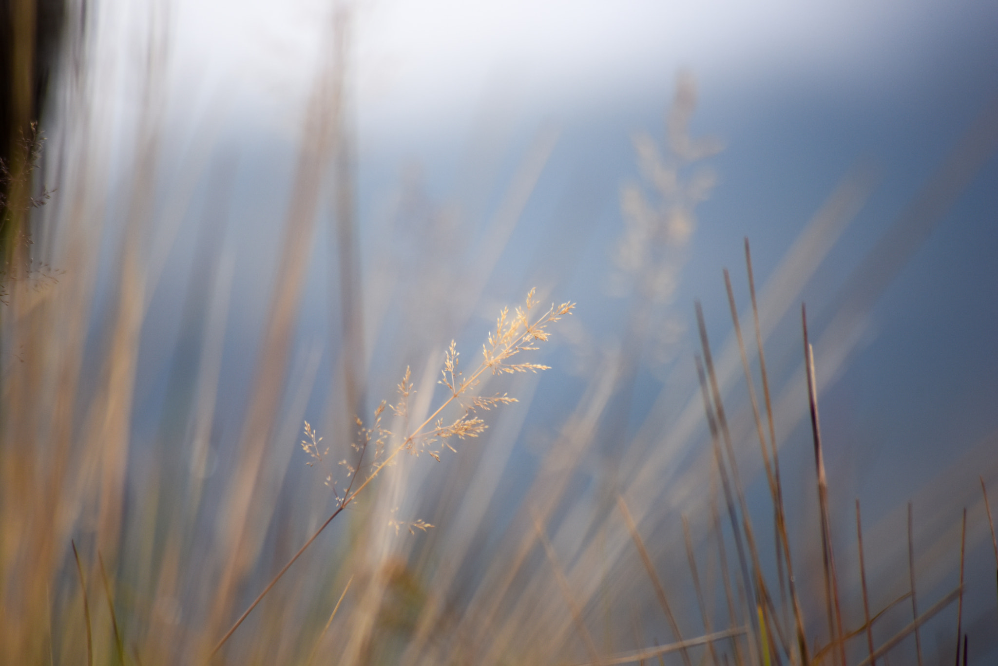 Nikon D810 sample photo. Colombian paramos photography