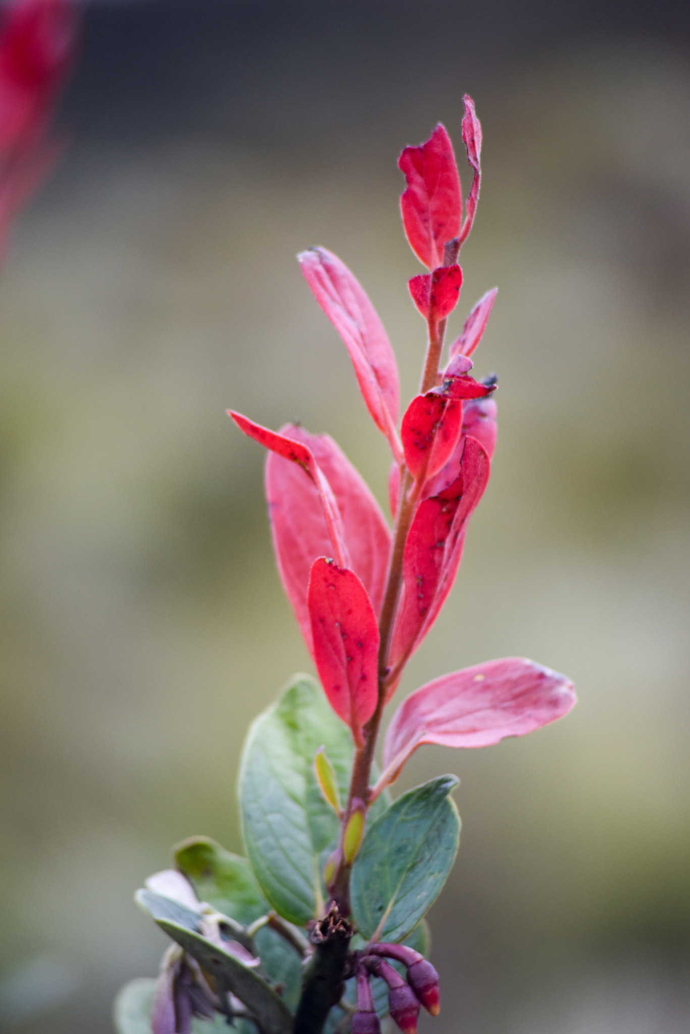 Nikon D810 sample photo. Flower of colombian paramos photography