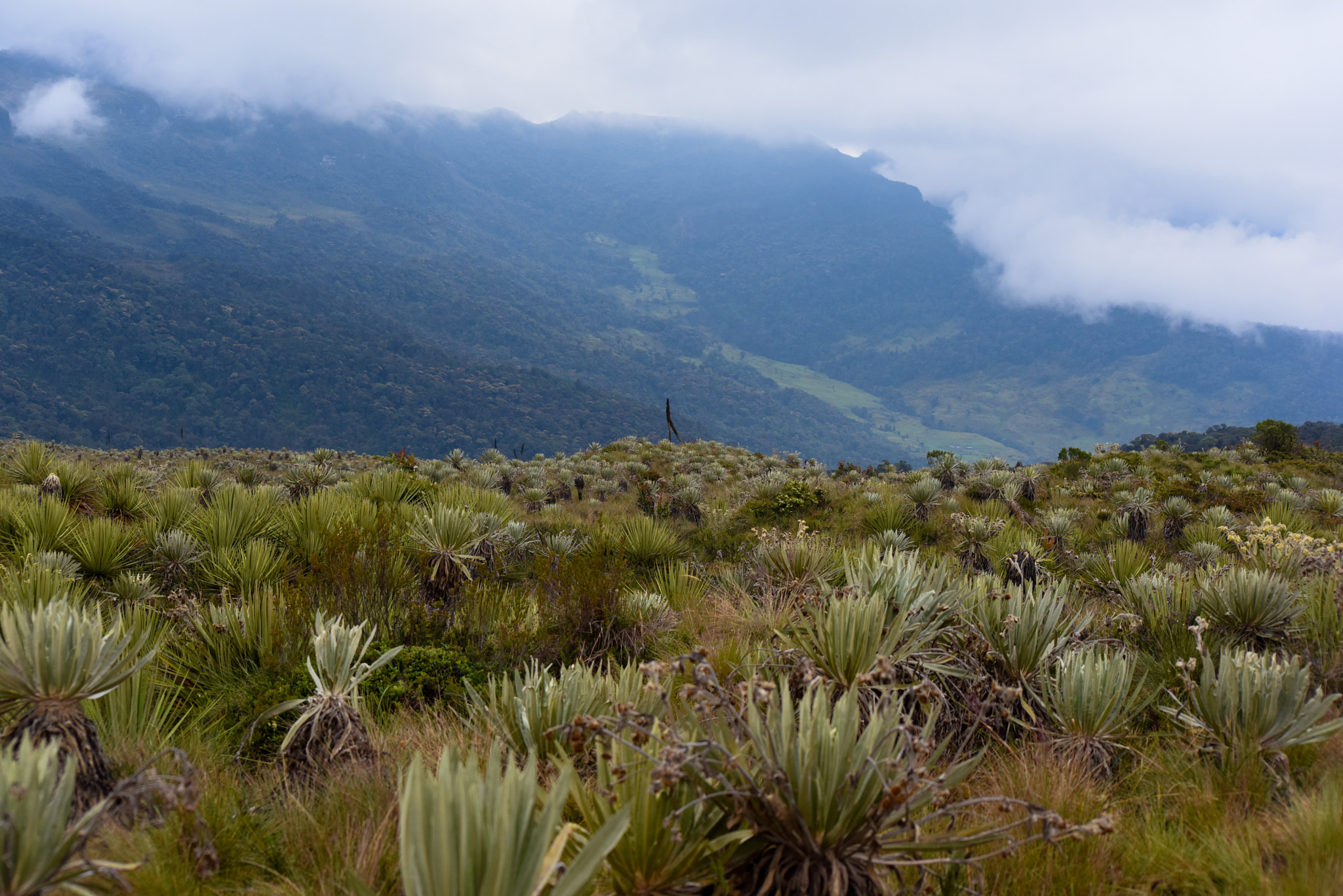 Nikon D810 + Tamron SP 70-300mm F4-5.6 Di VC USD sample photo. Frailejon forest in the colombian paramos photography