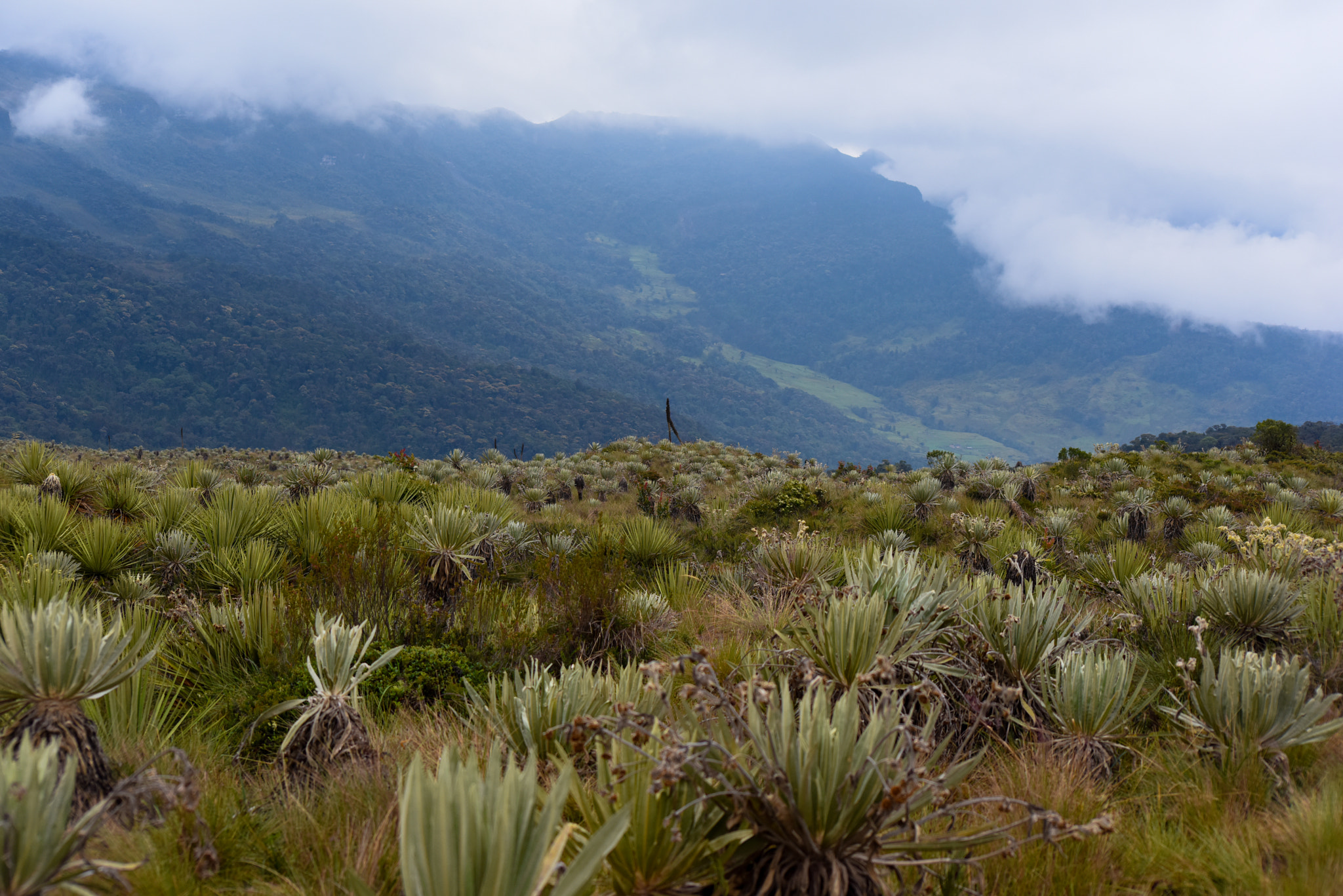 Nikon D810 sample photo. Frailejon forest in the colombian paramos photography