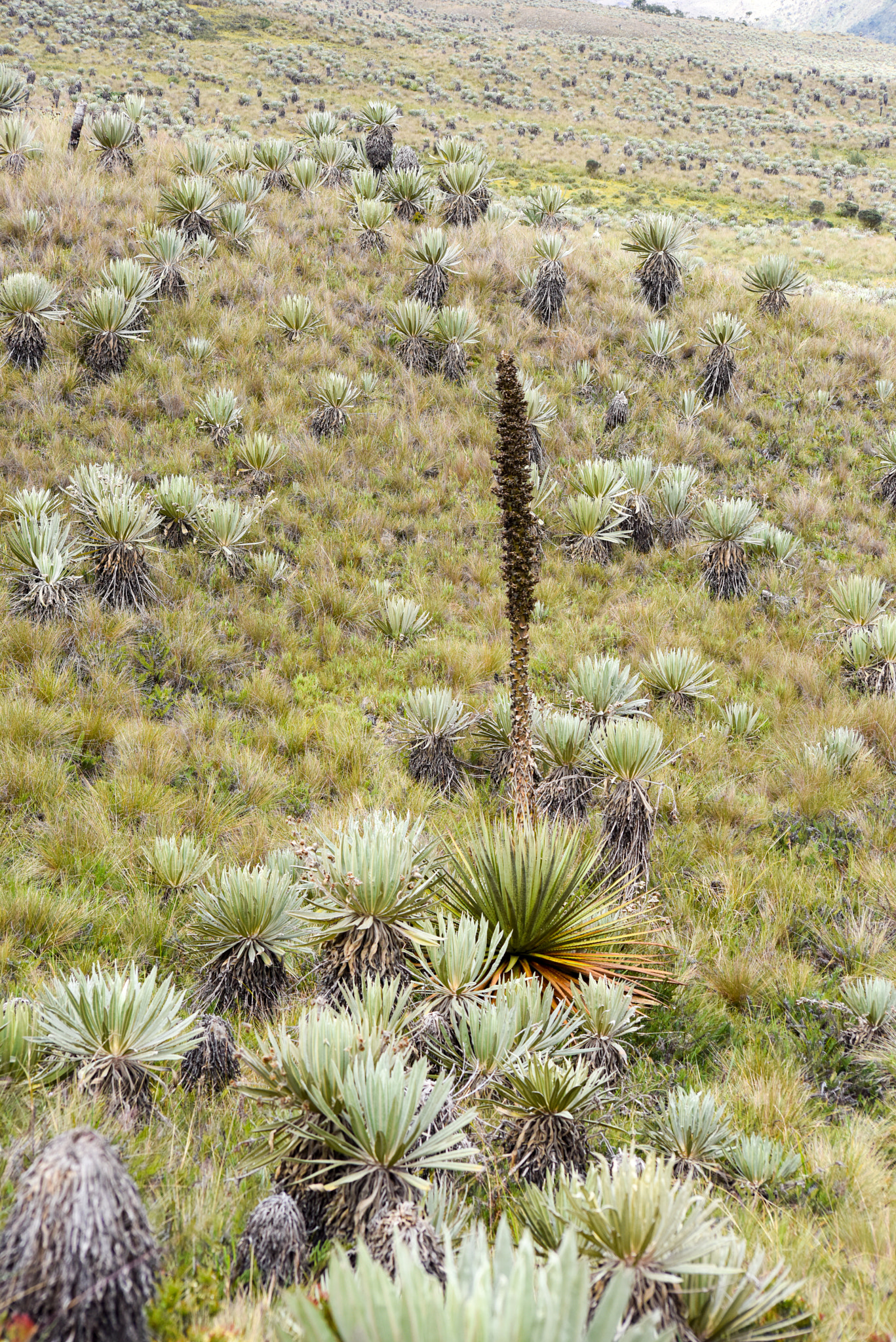 Nikon D810 sample photo. Frailejon in colombian paramos photography
