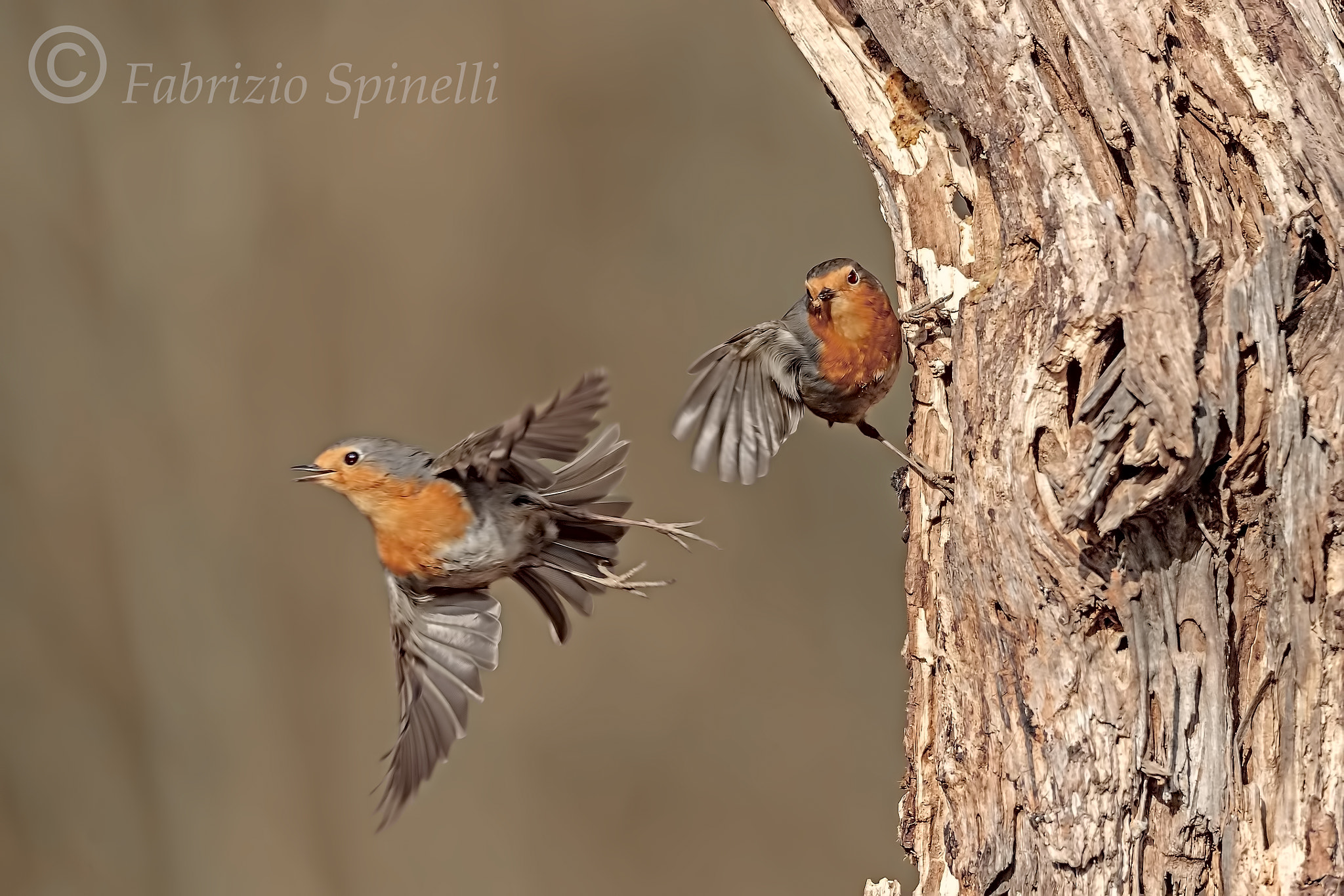 150-600mm F5-6.3 DG OS HSM | Sports 014 sample photo. Pettirosso in fuga photography