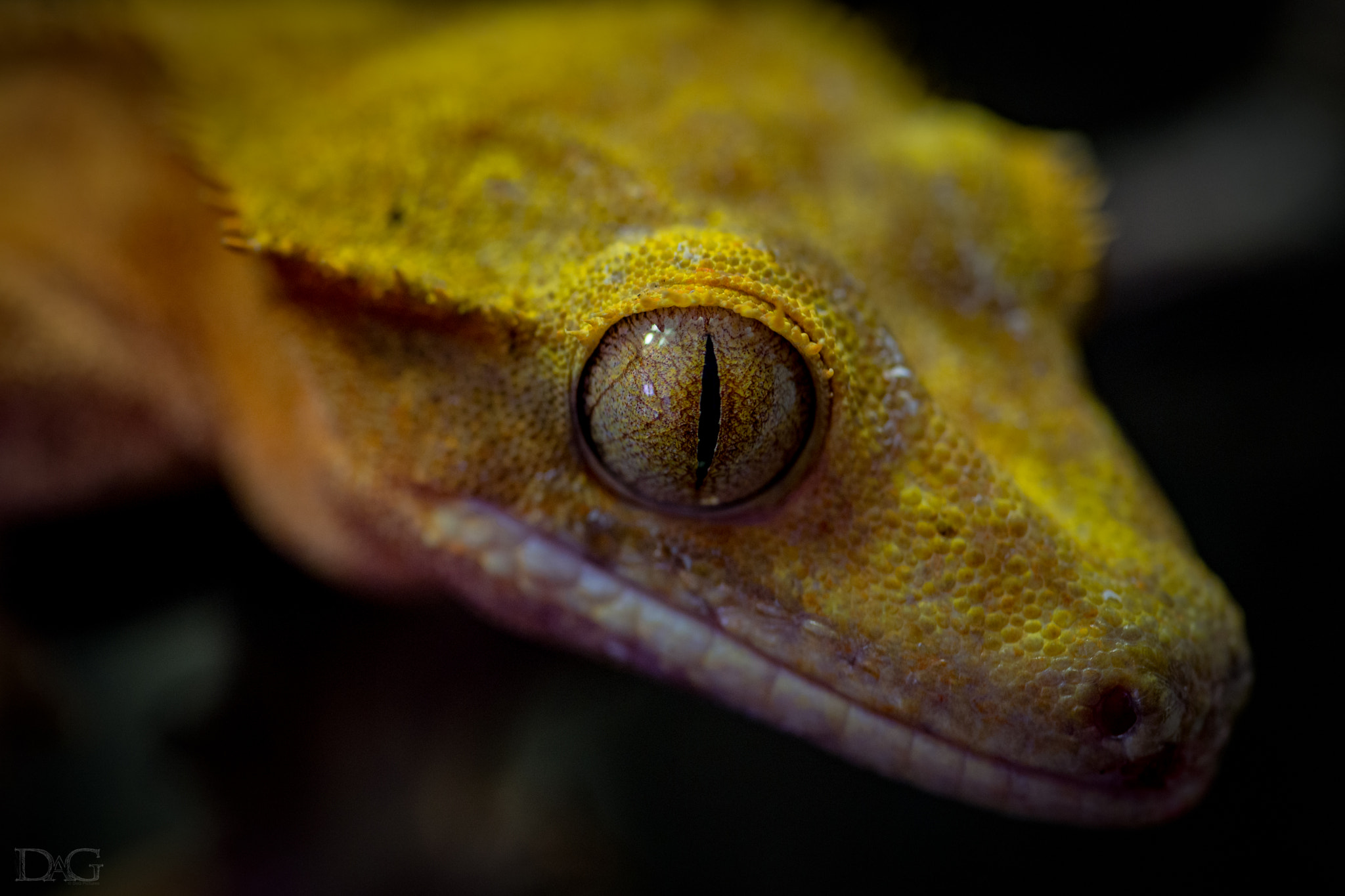 Sony a99 II sample photo. Rhacodactylus ciliatus - 14 photography