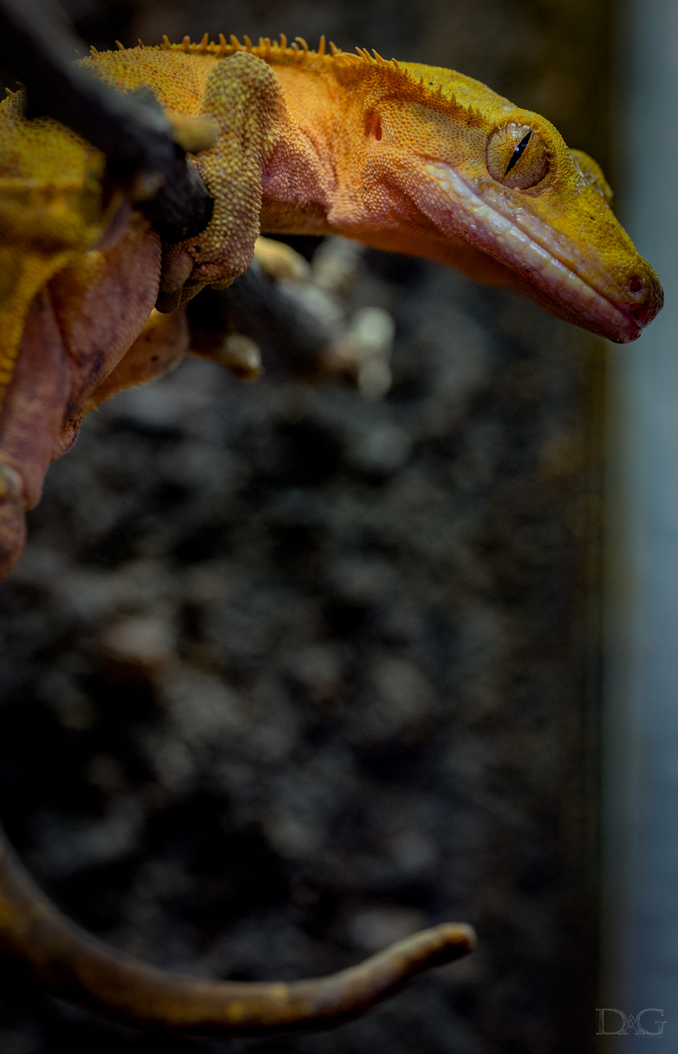 Sony a99 II + 105mm F2.8 sample photo. Rhacodactylus ciliatus - 15 photography
