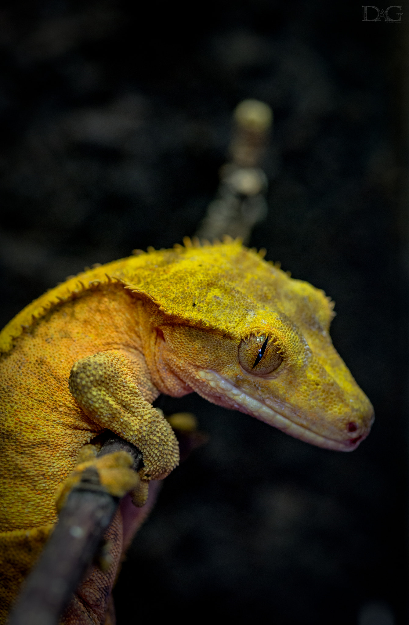 Sony a99 II + 105mm F2.8 sample photo. Rhacodactylus ciliatus - 16 photography