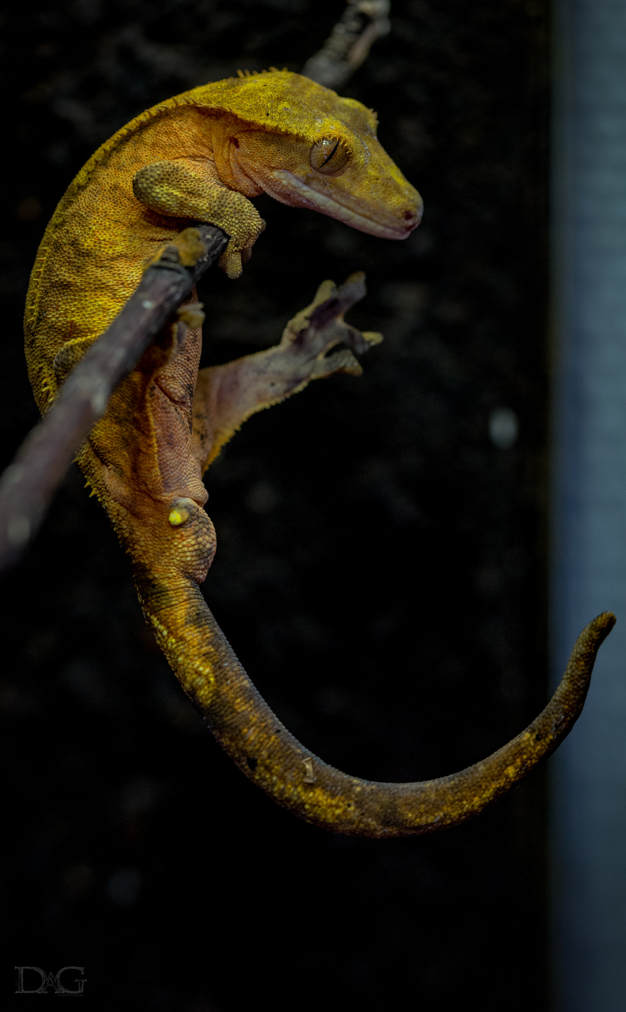 Sony a99 II + 105mm F2.8 sample photo. Rhacodactylus ciliatus - 17 photography