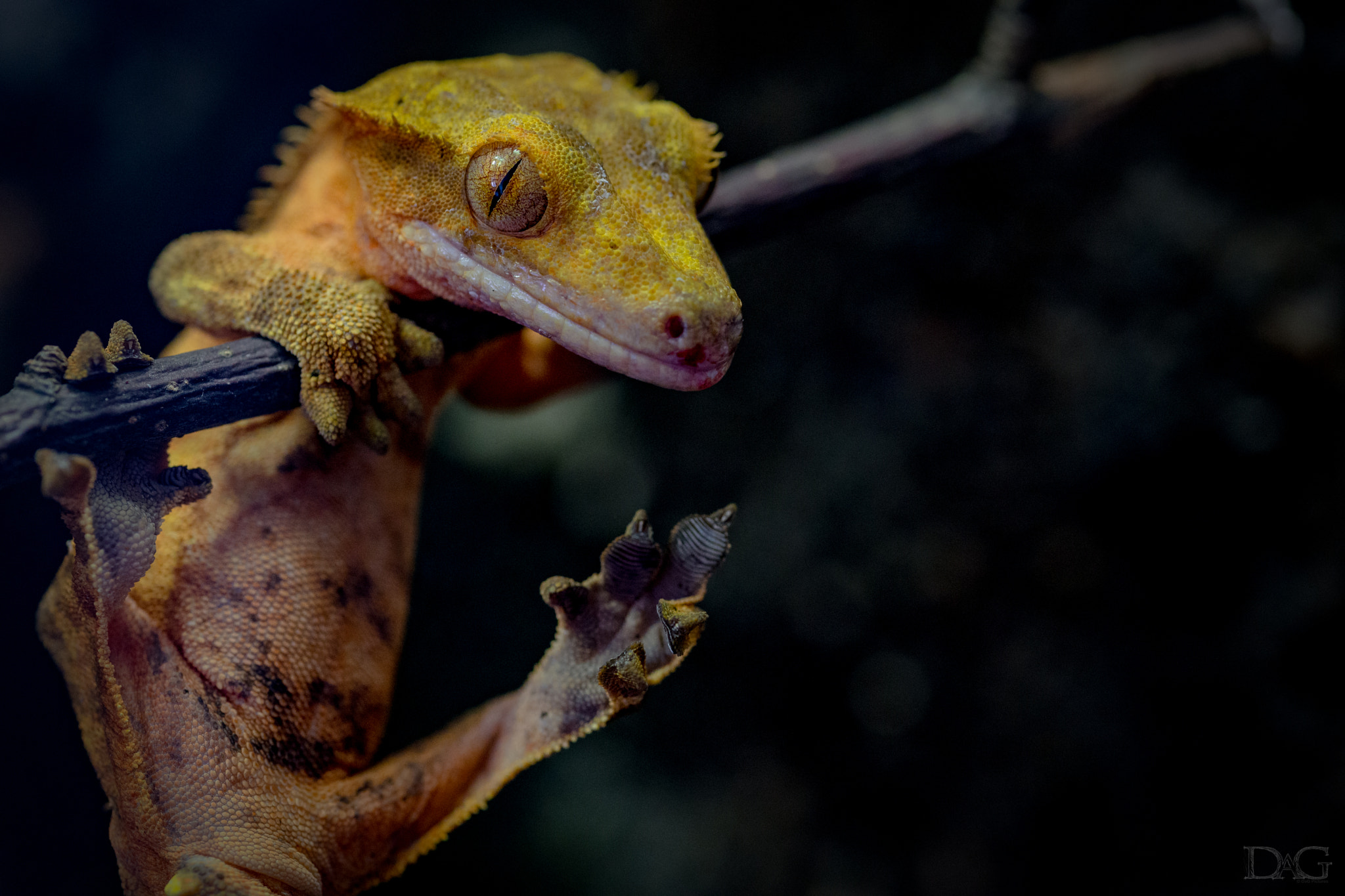 Sony a99 II + 105mm F2.8 sample photo. Rhacodactylus ciliatus - 18 photography