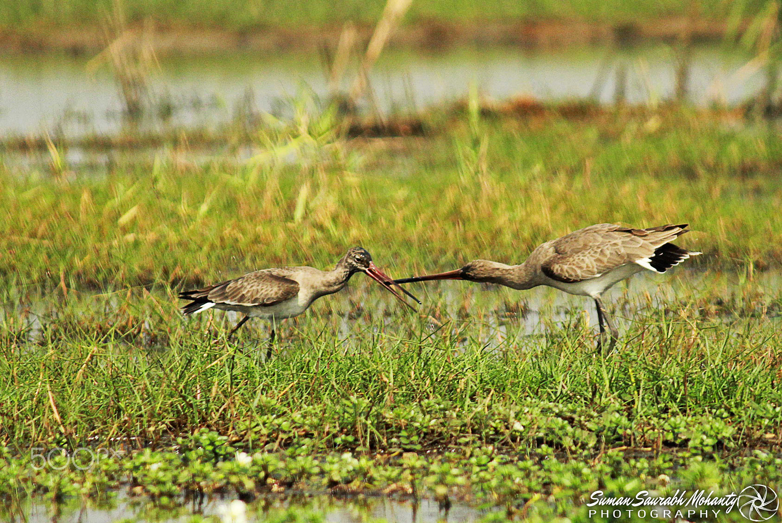 Canon EF-S 55-250mm F4-5.6 IS sample photo. On guard! touche! - battle of the beaks. photography