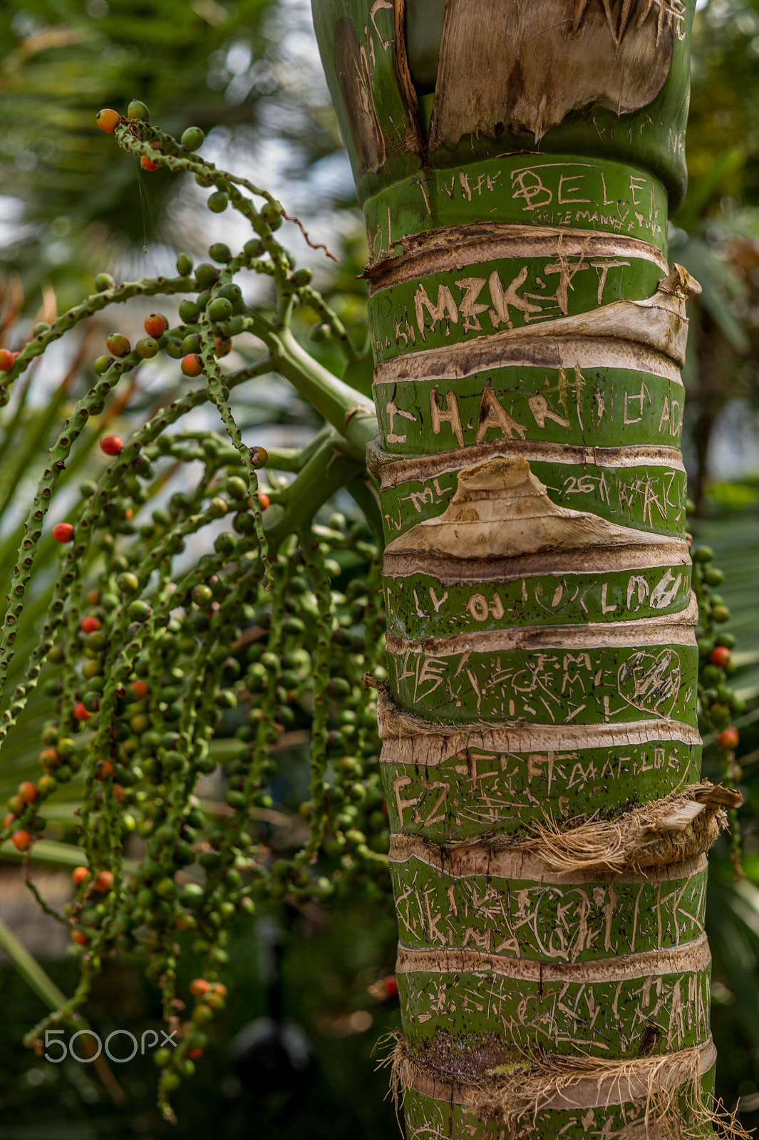 Leica M9 + Summicron-M 50mm f/2 (IV, V) sample photo. From gothenburgs botanical garden photography