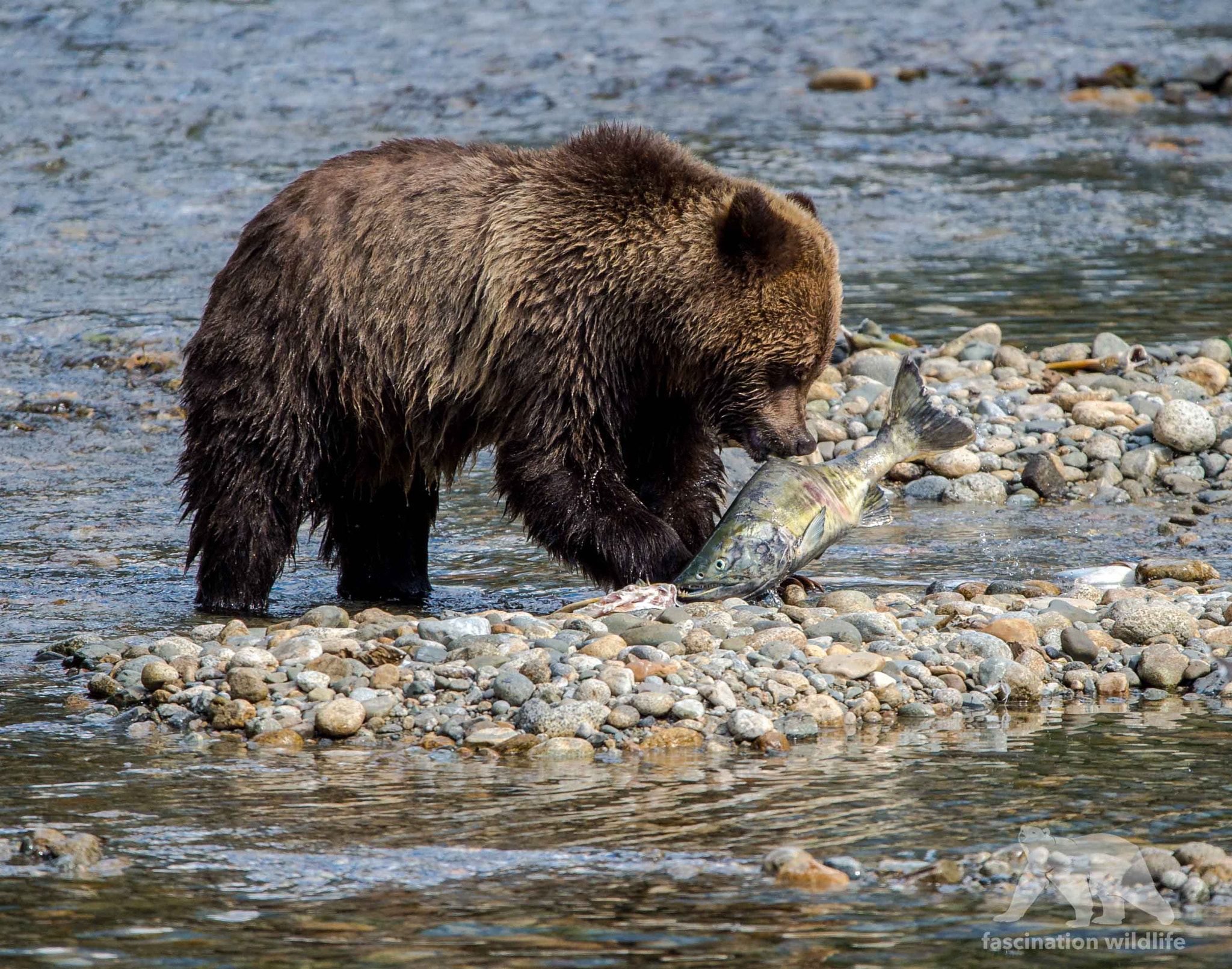 Sigma 150-600mm F5-6.3 DG OS HSM | S sample photo. Small bear, big catch photography