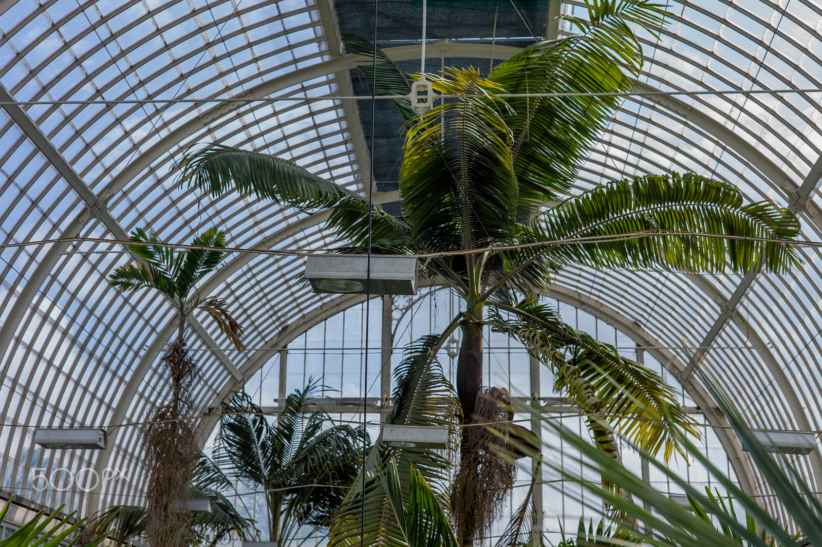Leica M9 + Summicron-M 50mm f/2 (IV, V) sample photo. From gothenburgs botanical garden photography