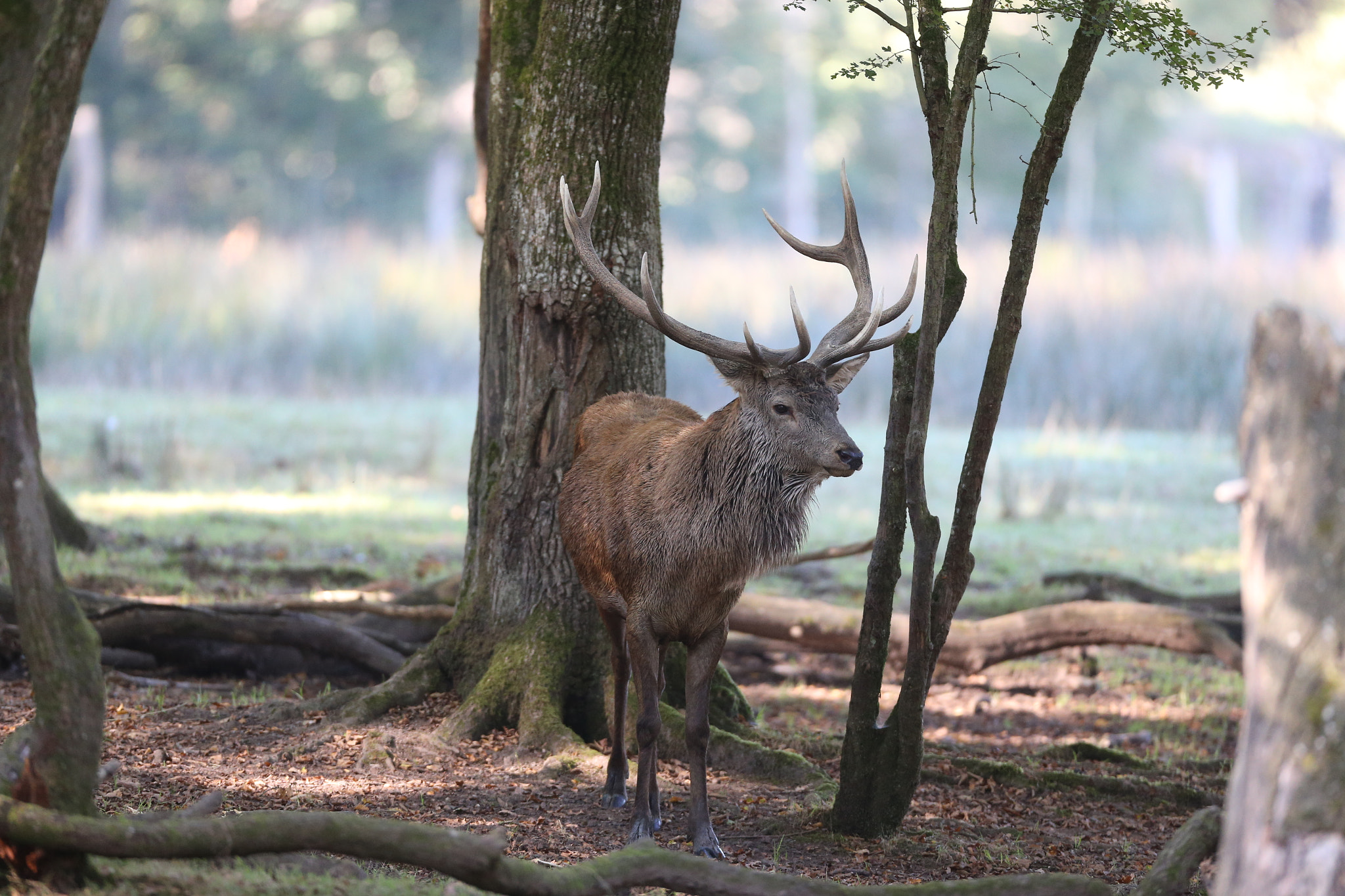 Canon EOS-1D X + Canon EF 600mm f/4L IS sample photo. Le cerf photography