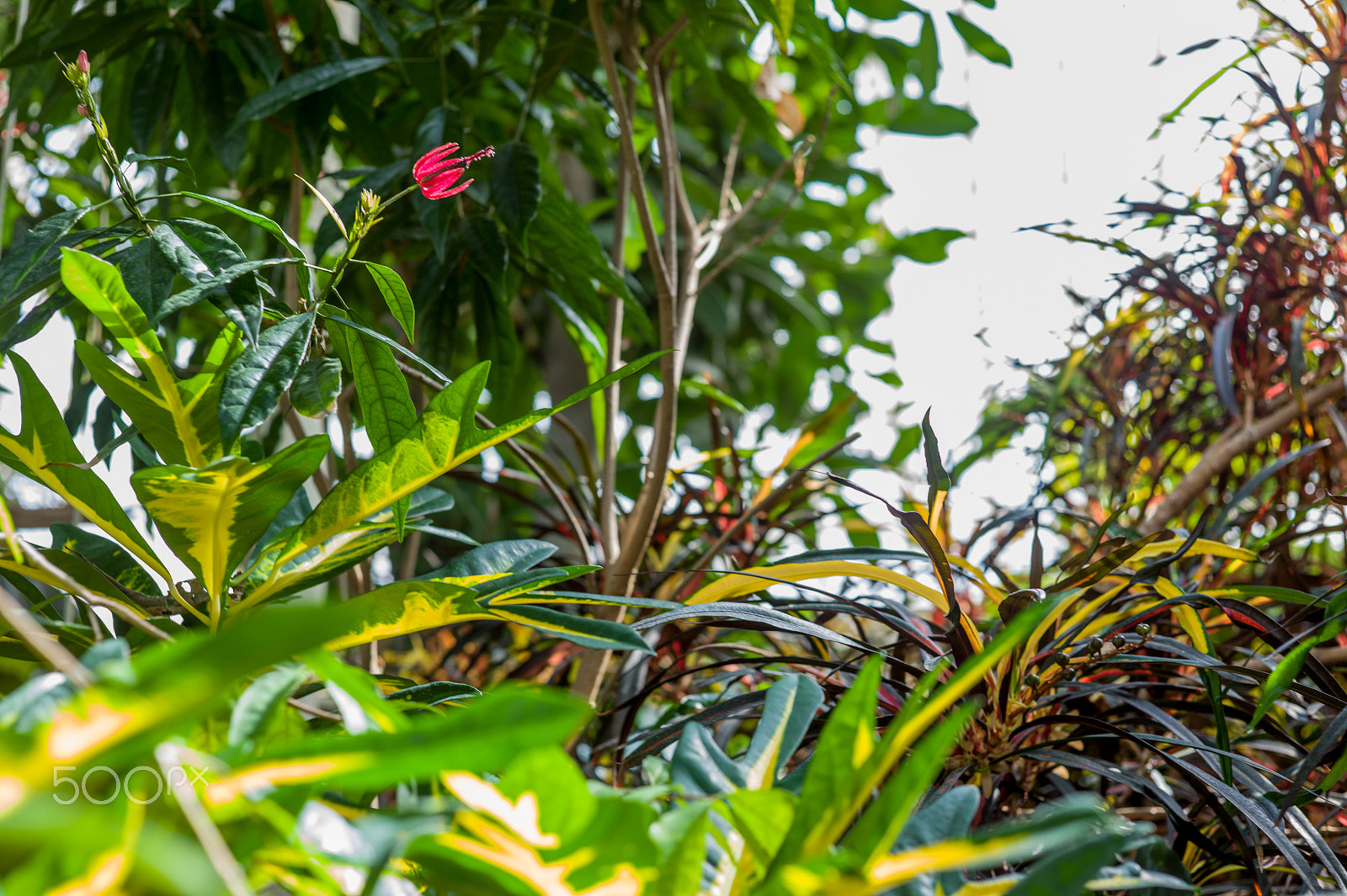 Leica M9 + Summicron-M 50mm f/2 (IV, V) sample photo. From gothenburgs botanical garden photography