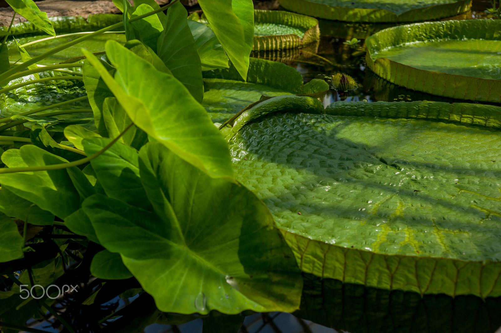 Leica M9 + Summicron-M 50mm f/2 (IV, V) sample photo. From gothenburgs botanical garden photography