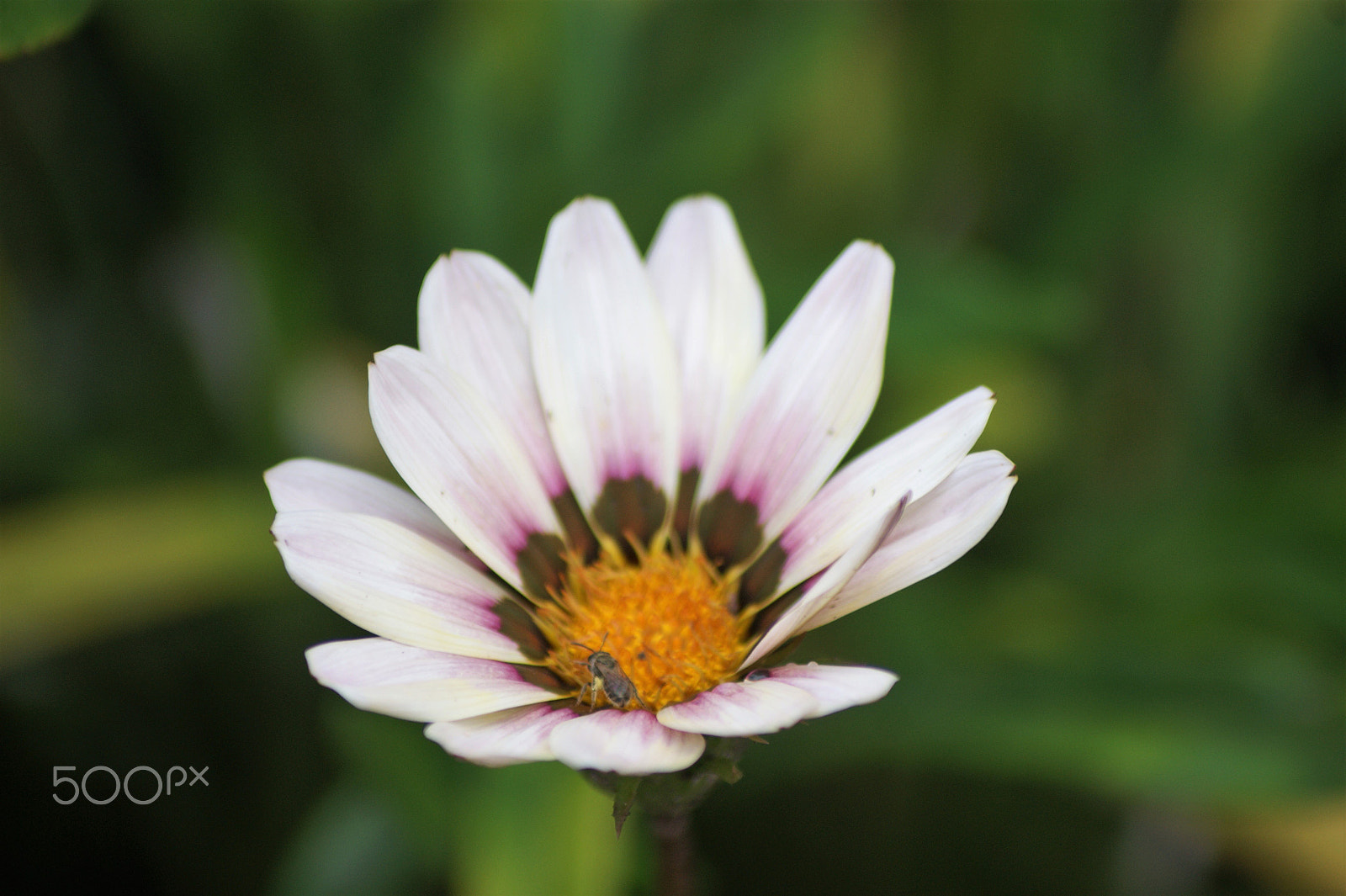 Sony DT 55-200mm F4-5.6 SAM sample photo. Flowers 36 photography