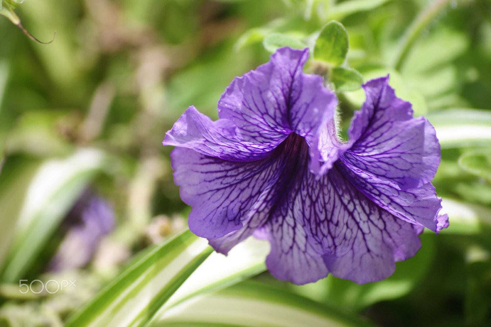 Sony Alpha DSLR-A390 sample photo. Flowers 37 photography