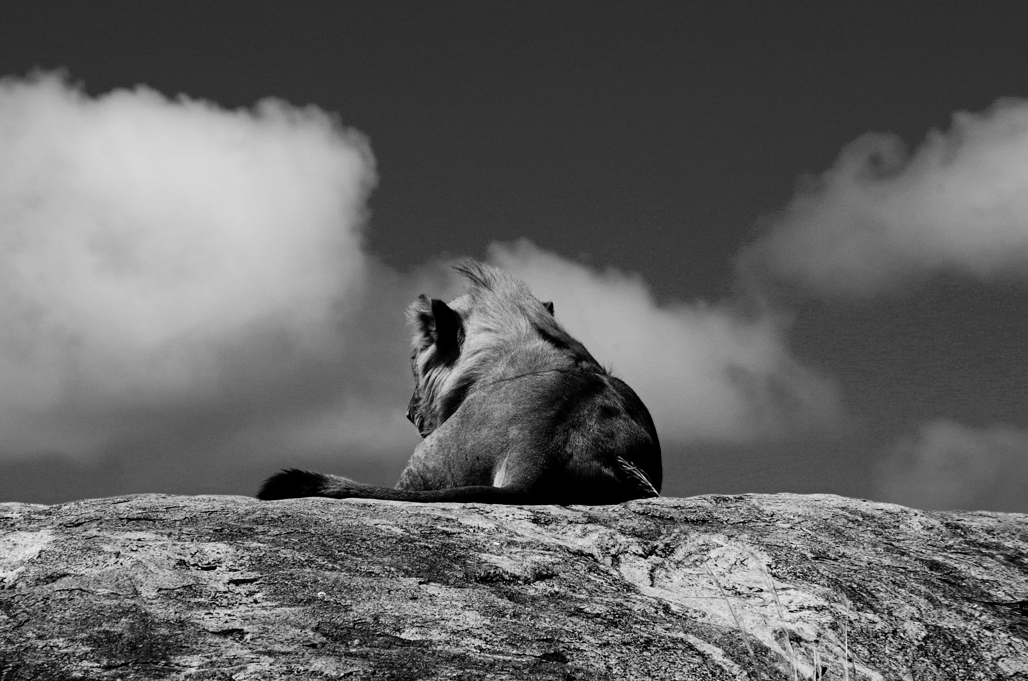 Pentax K-50 + smc Pentax-DA L 50-200mm F4-5.6 ED WR sample photo. Lion on a rock photography