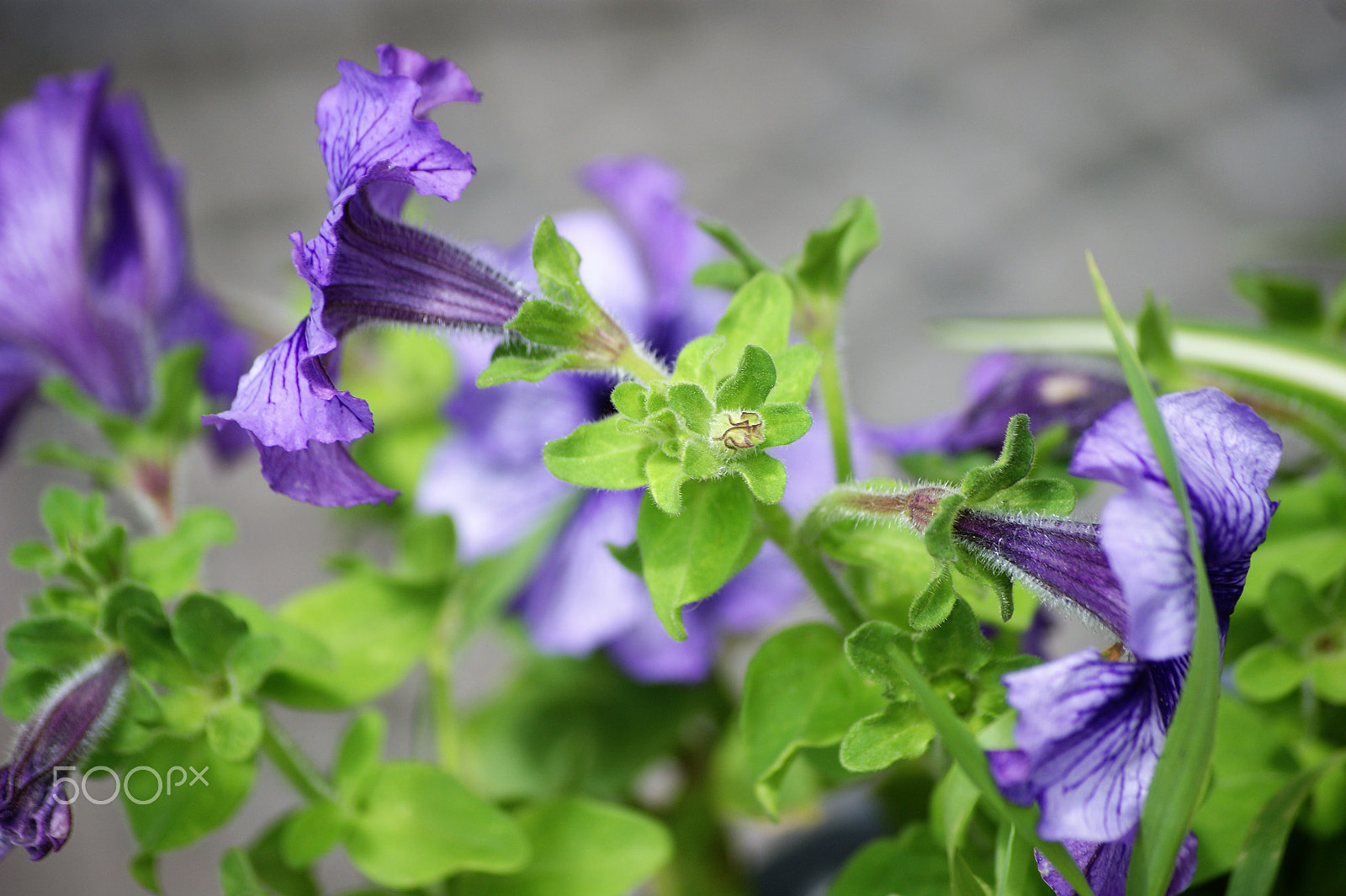 Sony Alpha DSLR-A390 + Sony DT 55-200mm F4-5.6 SAM sample photo. Flowers 38 photography
