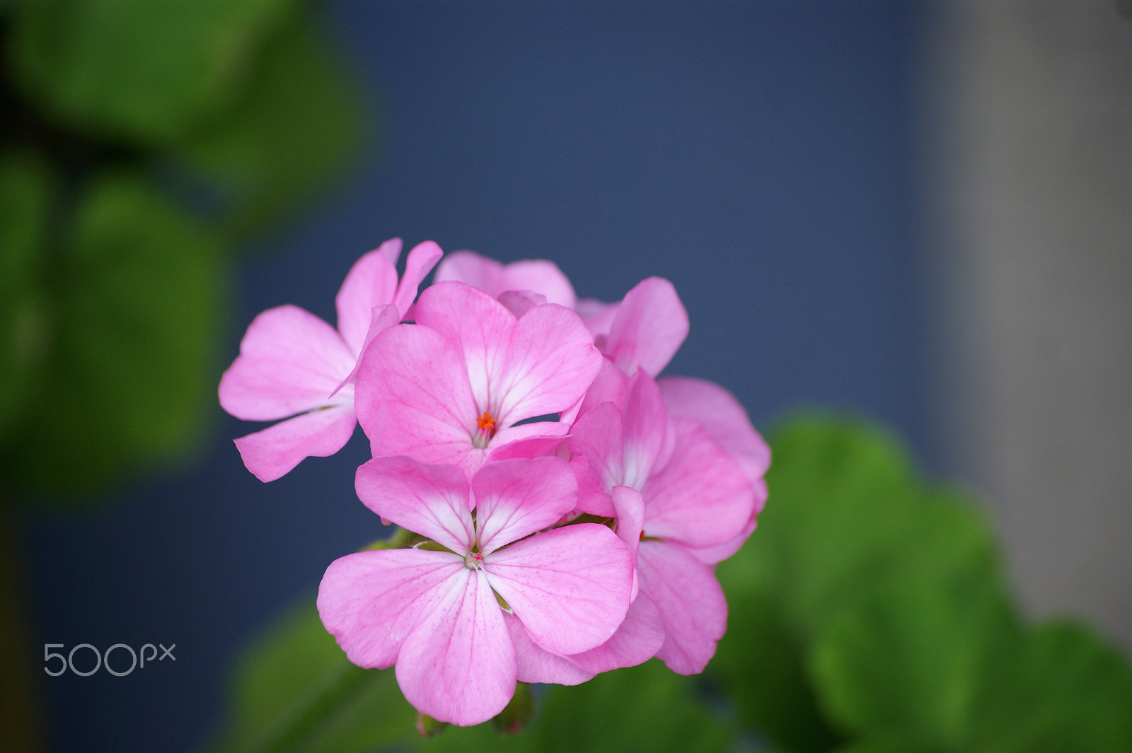 Sony Alpha DSLR-A390 + Sony DT 55-200mm F4-5.6 SAM sample photo. Flowers 40 photography