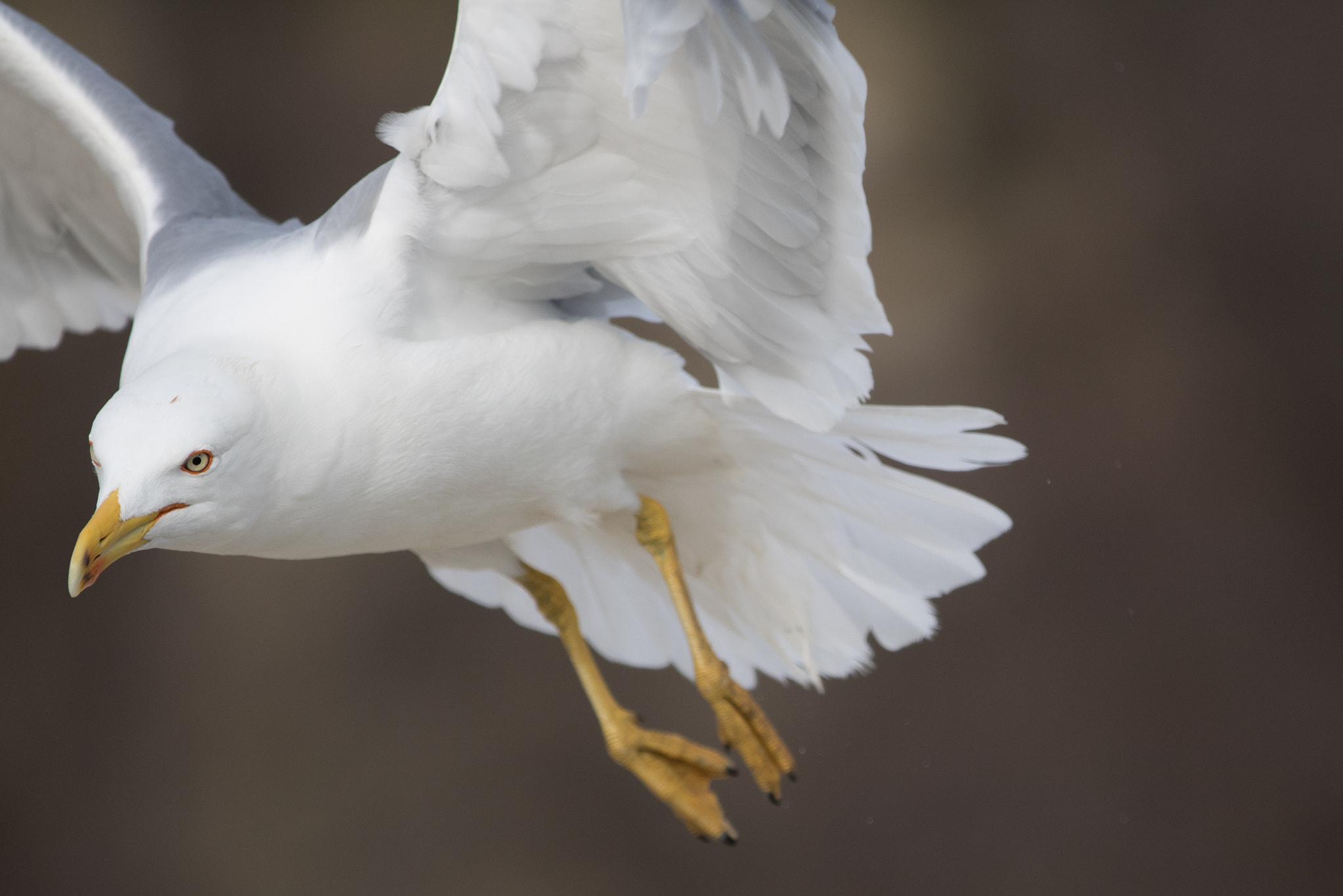Canon EOS 750D (EOS Rebel T6i / EOS Kiss X8i) sample photo. Birds photography