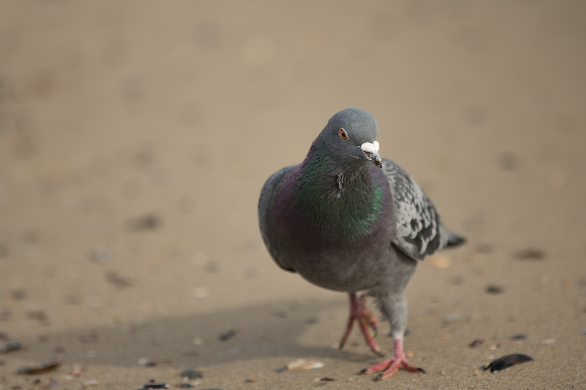 Canon EOS 750D (EOS Rebel T6i / EOS Kiss X8i) sample photo. Birds photography