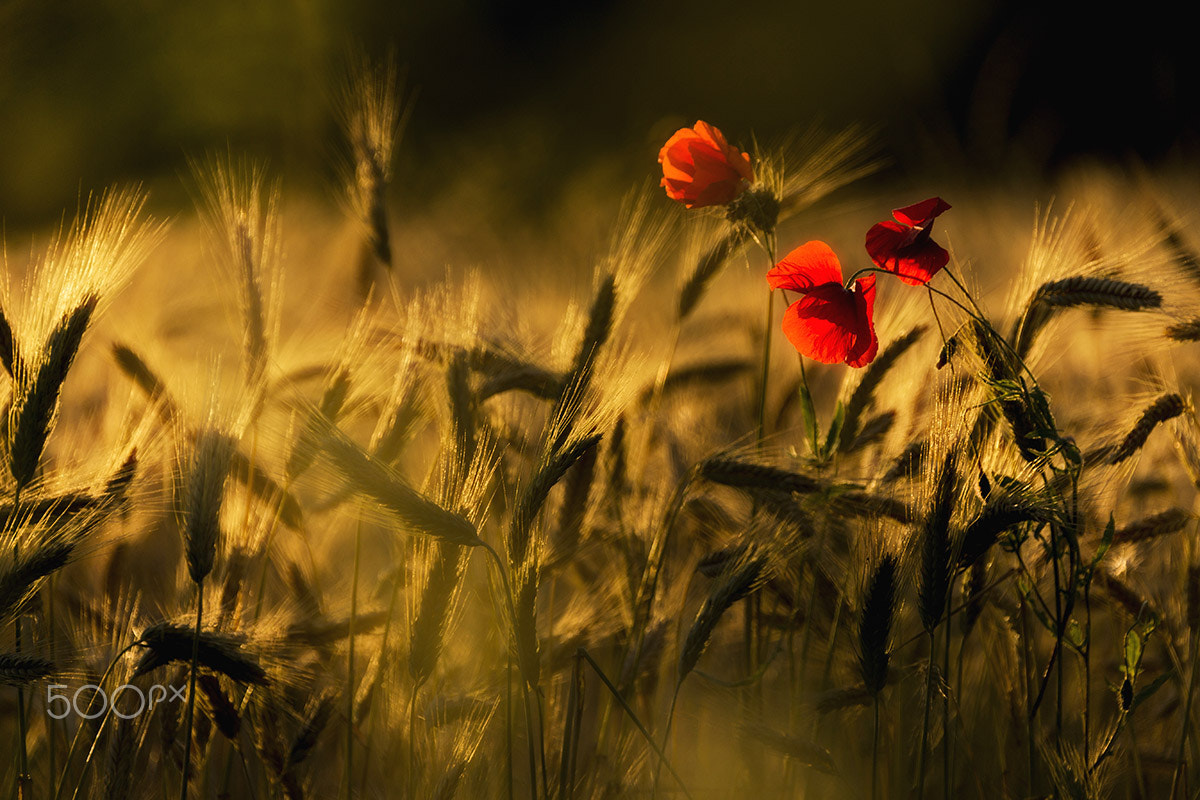 Canon EF 28-300mm F3.5-5.6L IS USM sample photo. Only three poppies photography