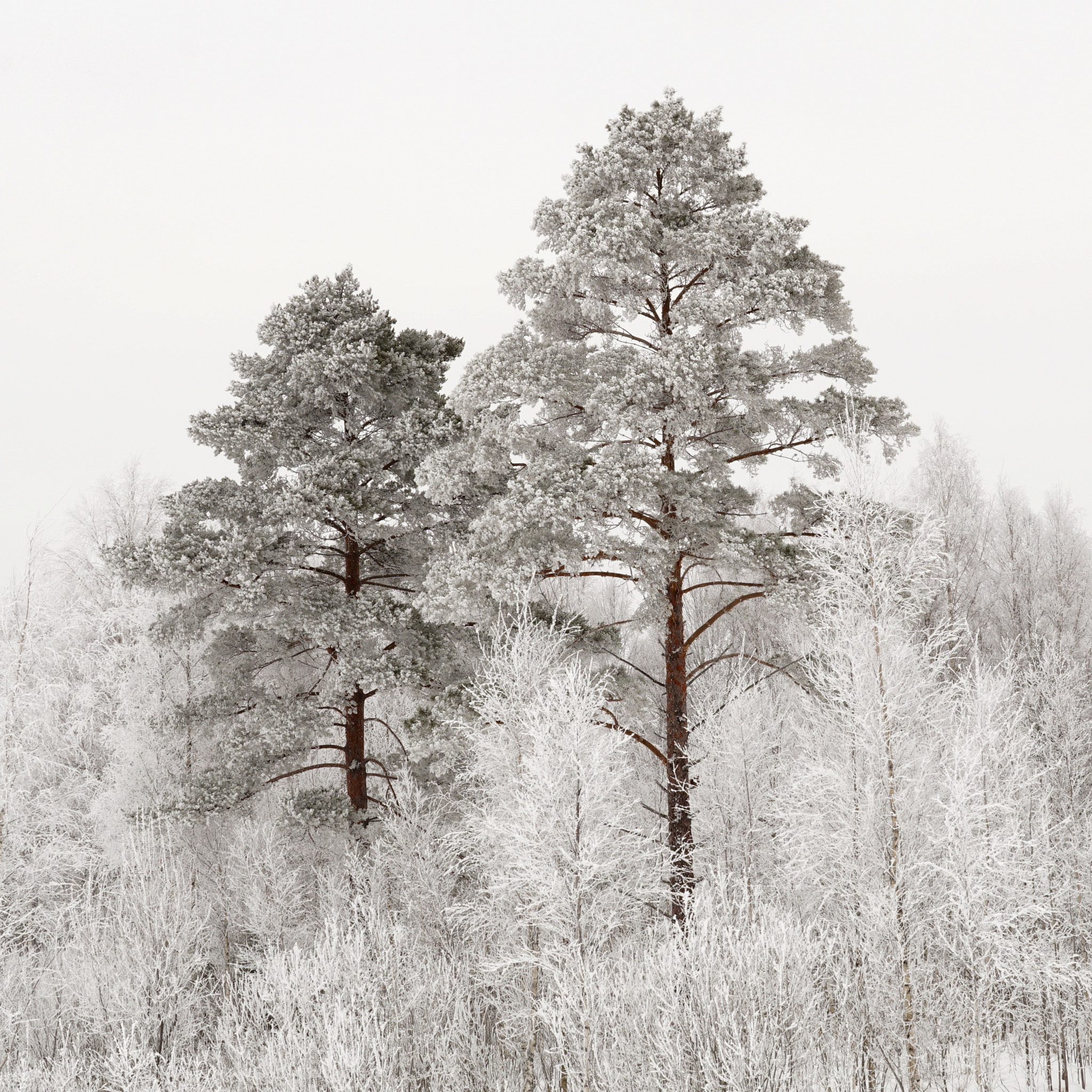 Sony a6000 + Sigma 30mm F1.4 DC DN | C sample photo. Crystal pines photography