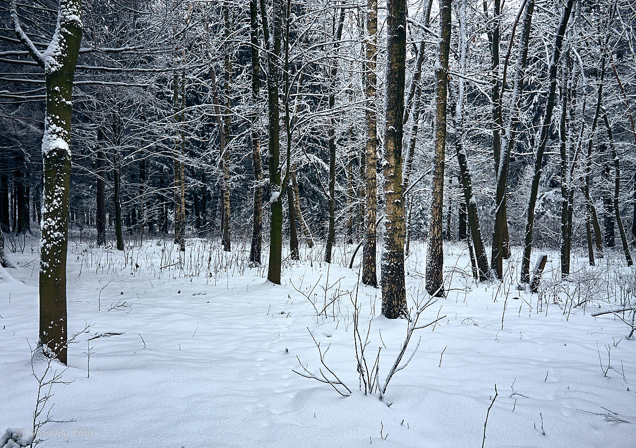 Canon EOS 1100D (EOS Rebel T3 / EOS Kiss X50) sample photo. White forest... photography