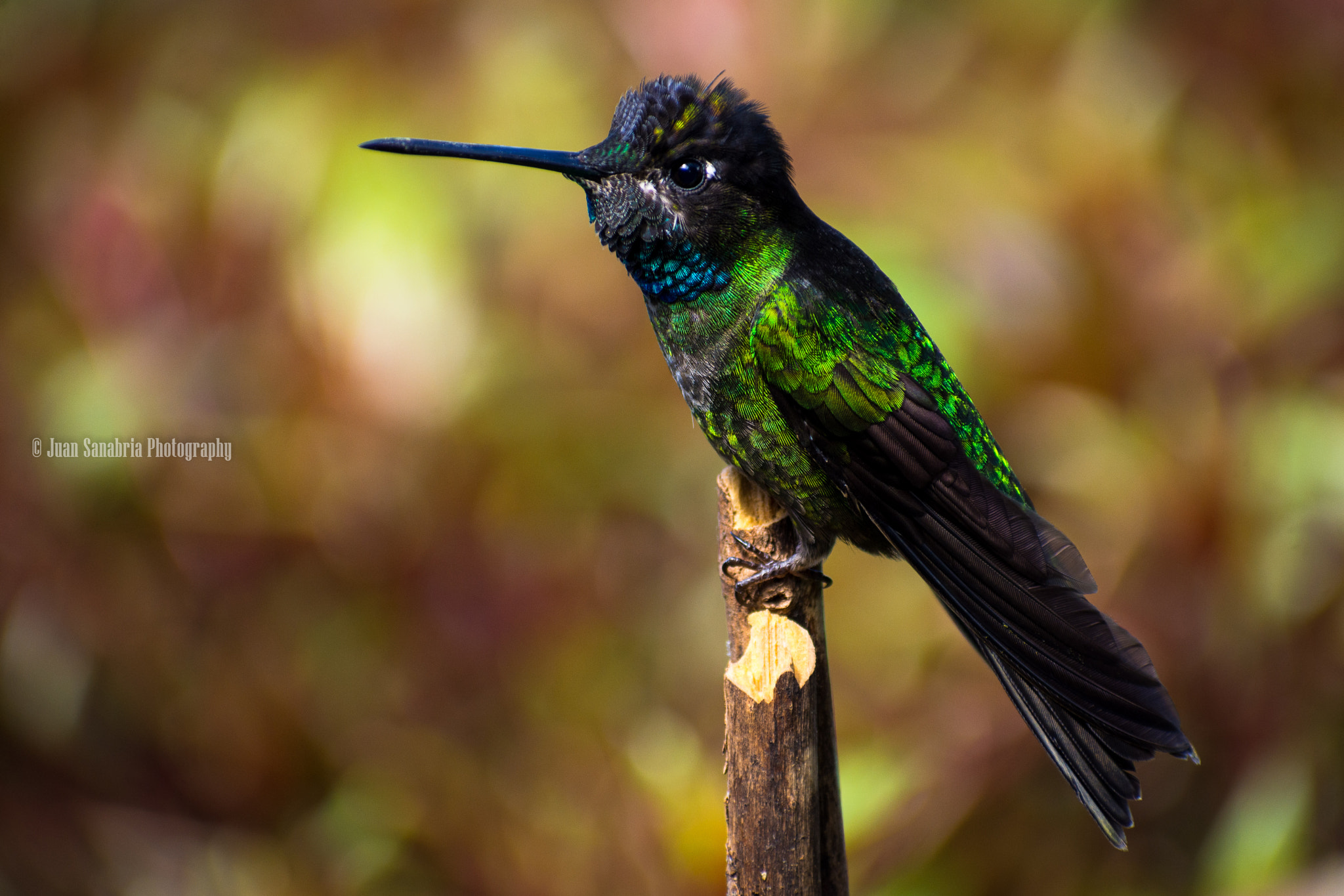 Nikon D7200 + Sigma 70-300mm F4-5.6 DG OS sample photo. A little and playful hummingbird at the costa rica highlands photography
